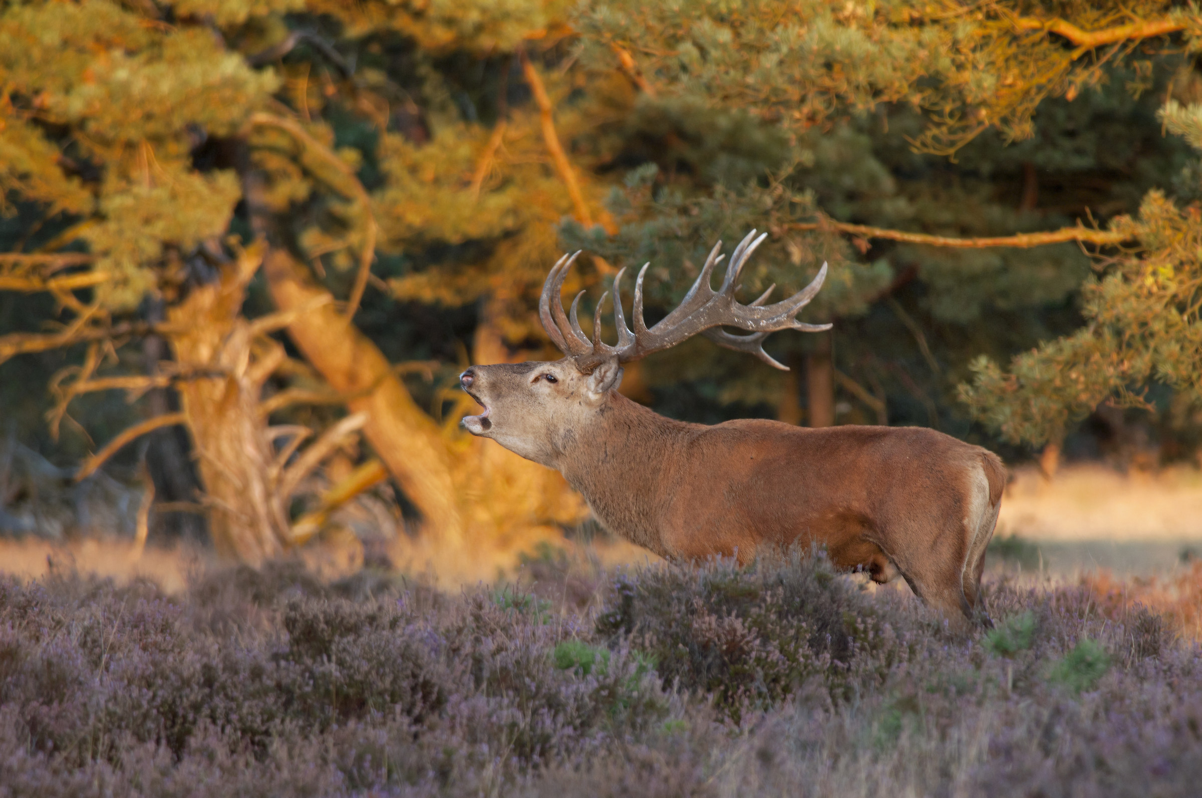 red deer