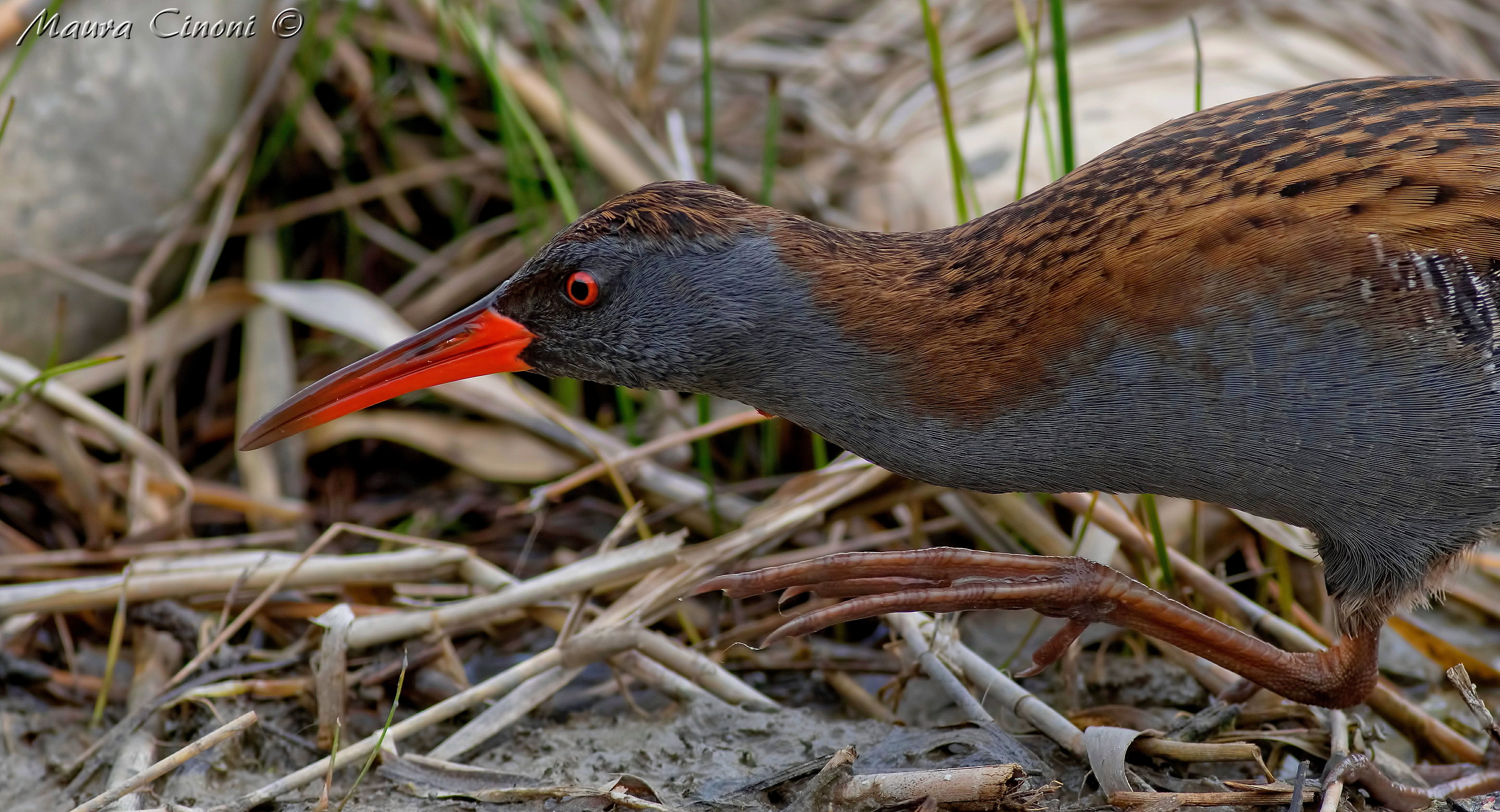 Water Rail in particular