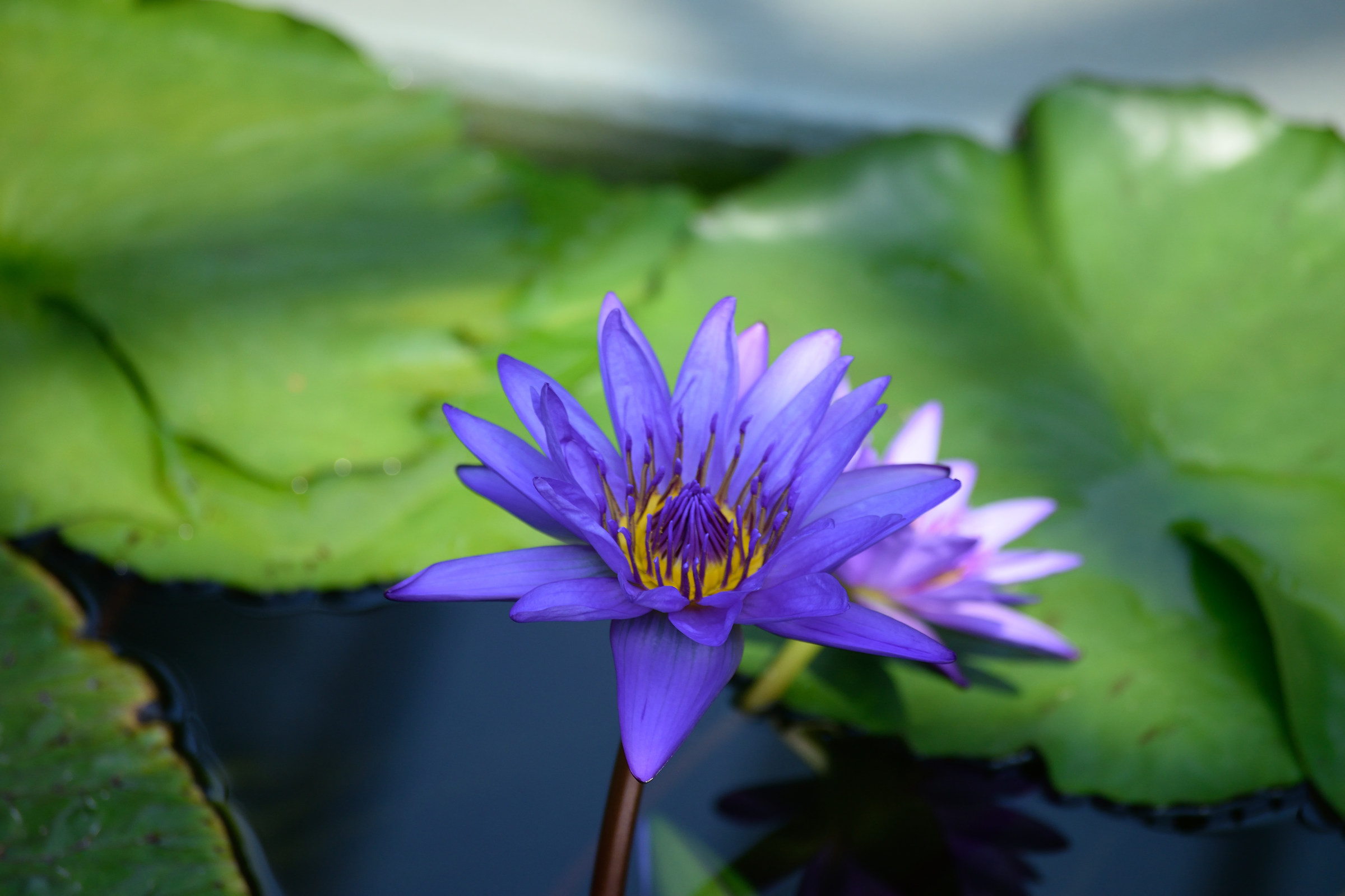purple water lily