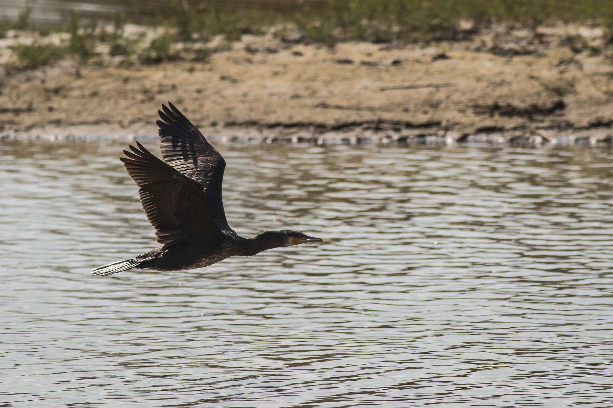 Cormorant in flight