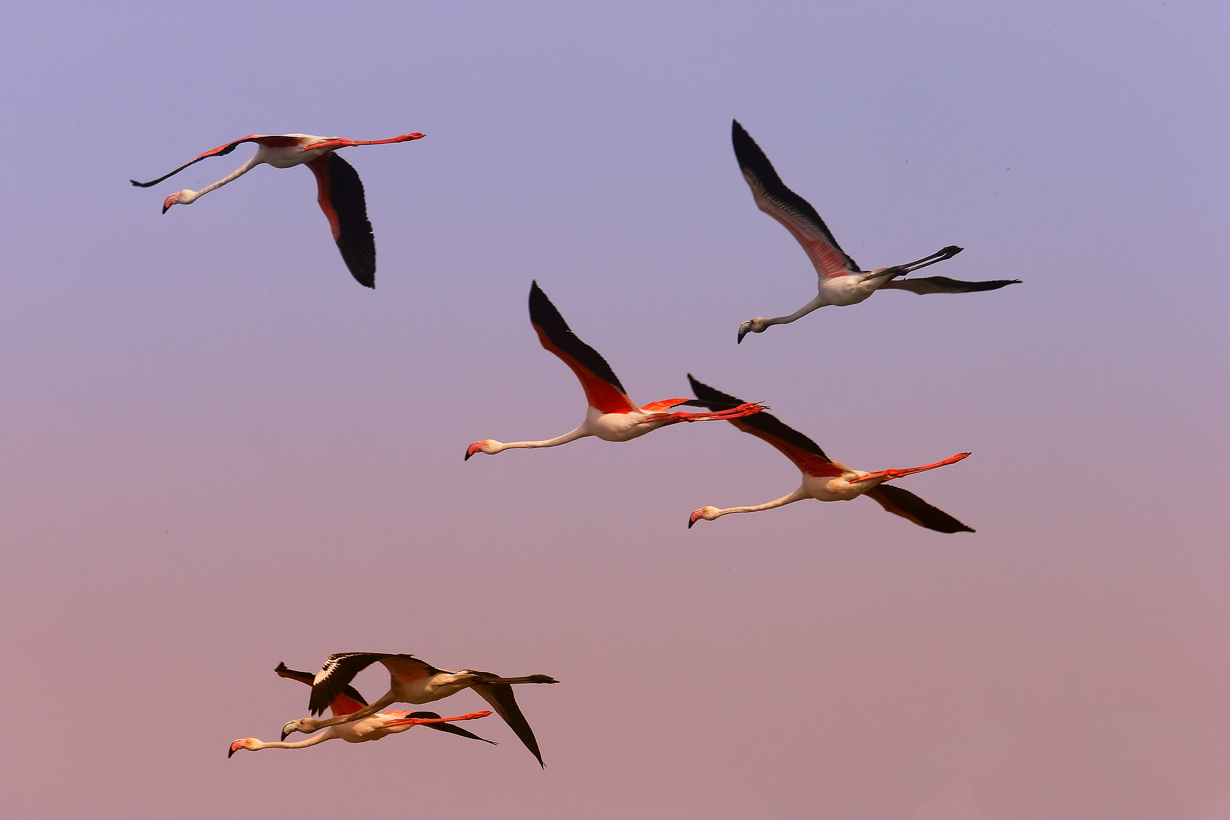 Flamingos in volo