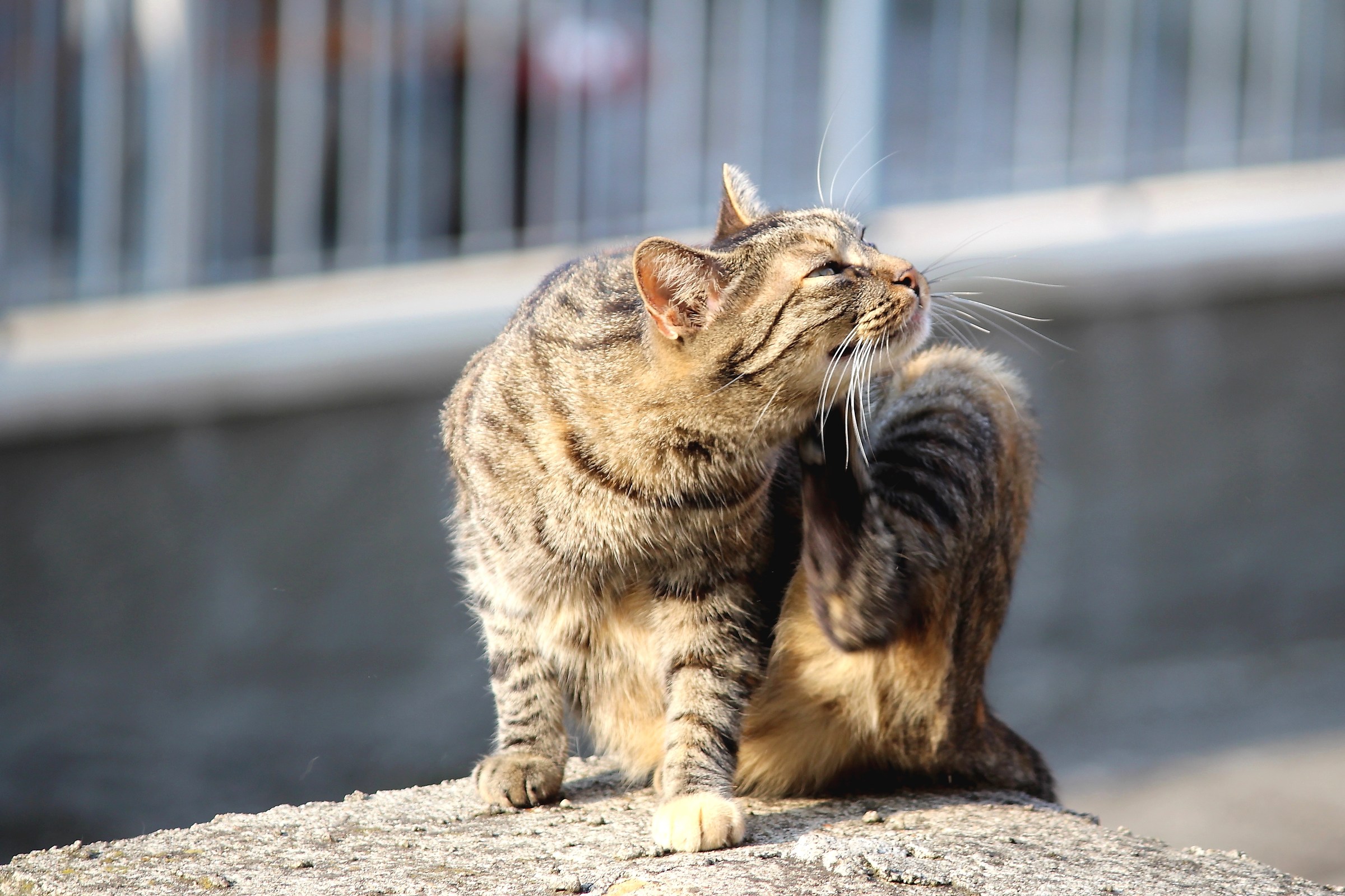 Operation spulcio ......