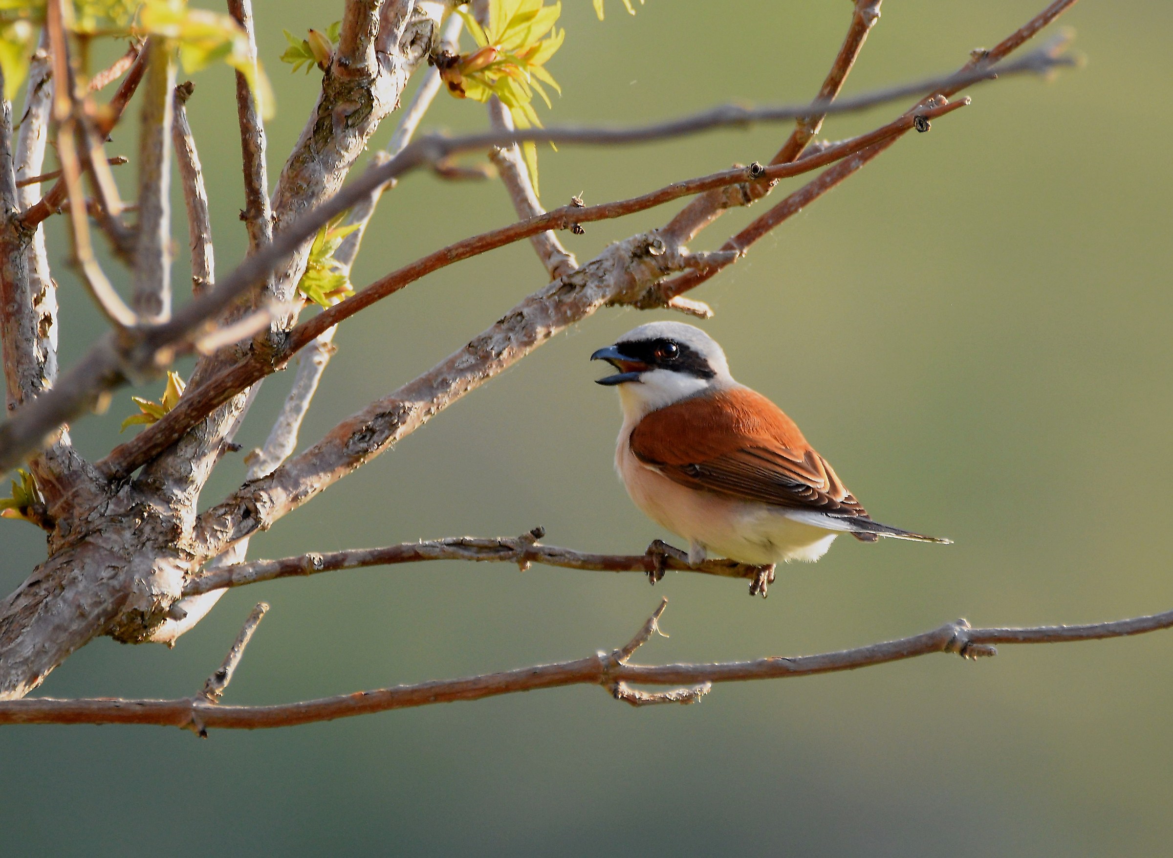 Lesser Grey Shrike (M)