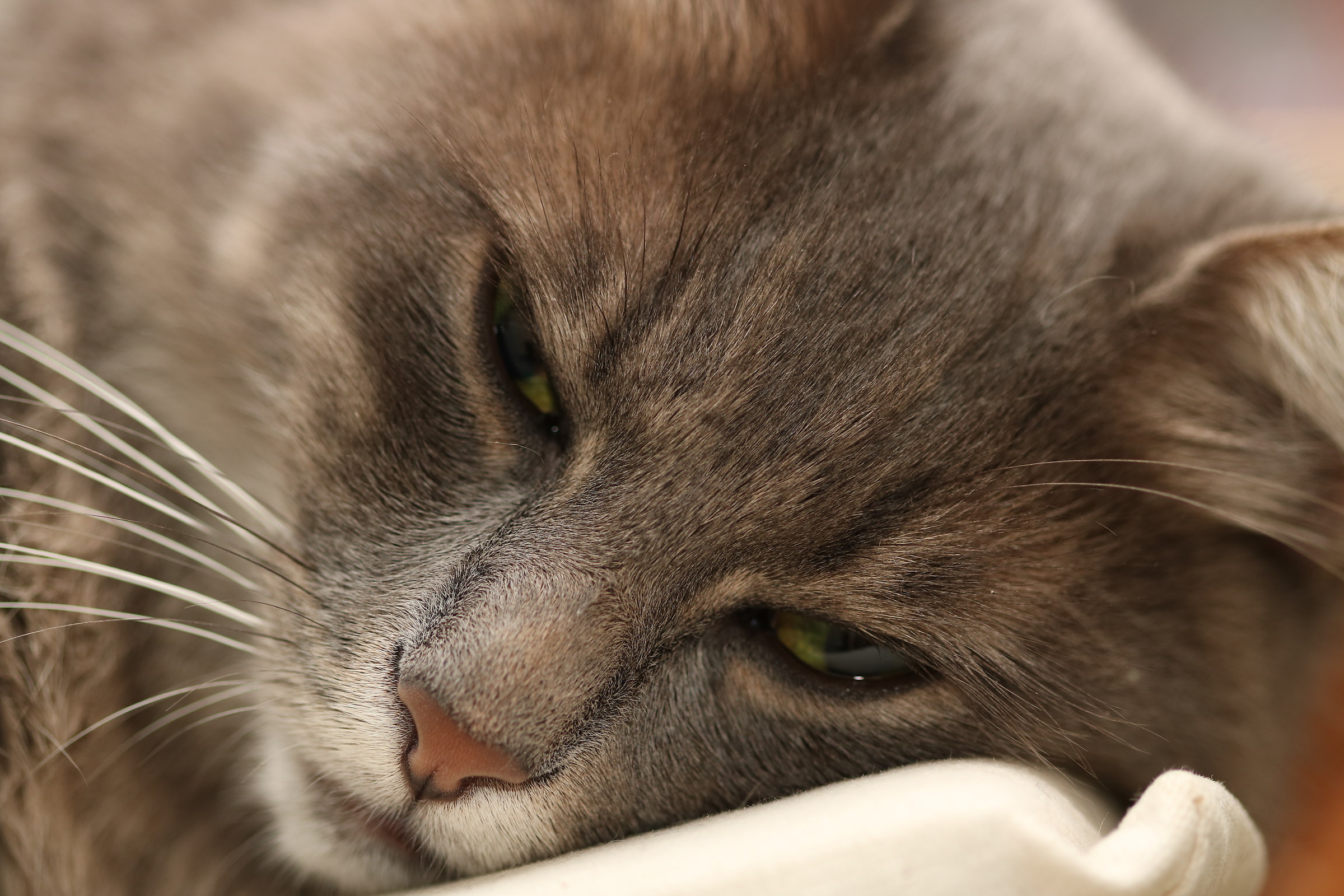 Dietro la punta del mio naso