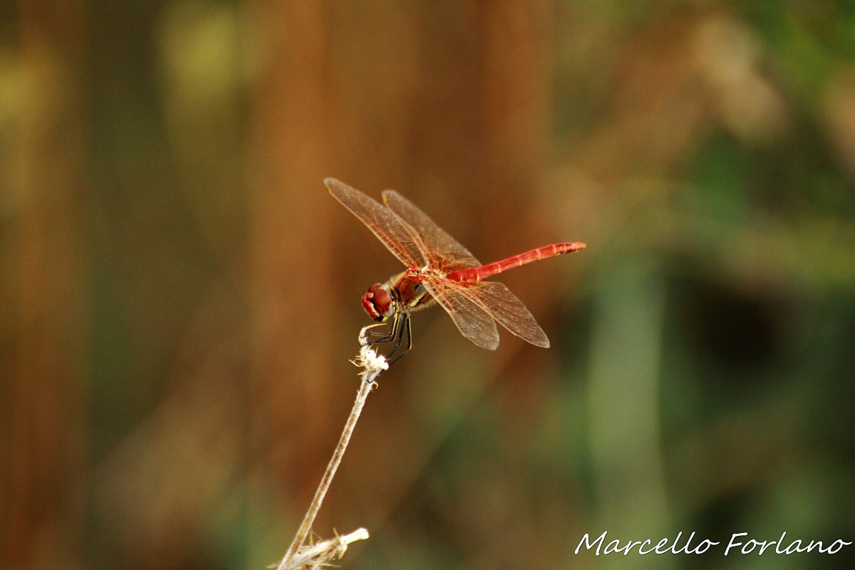 libellula