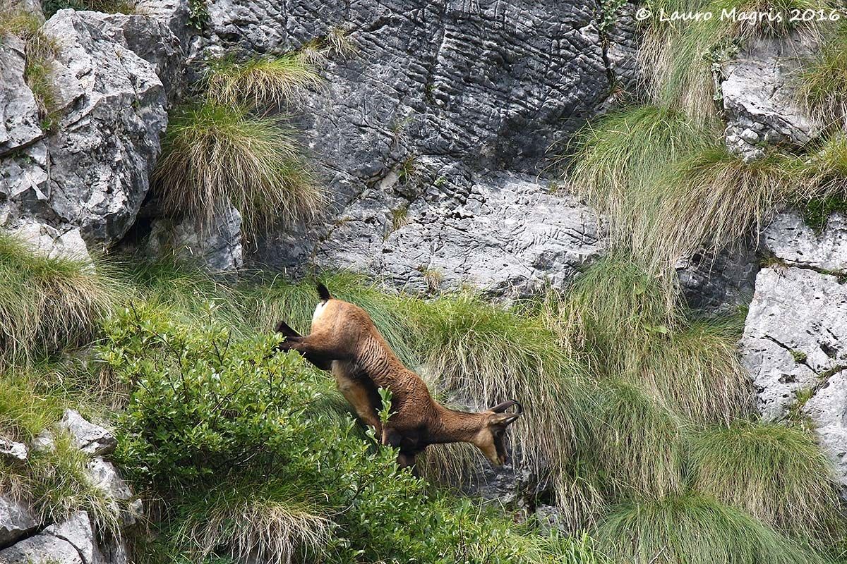 Giù a rotta di collo