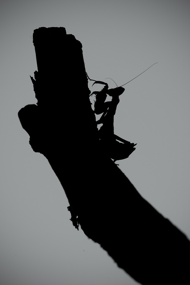 L'ombra di un predatore