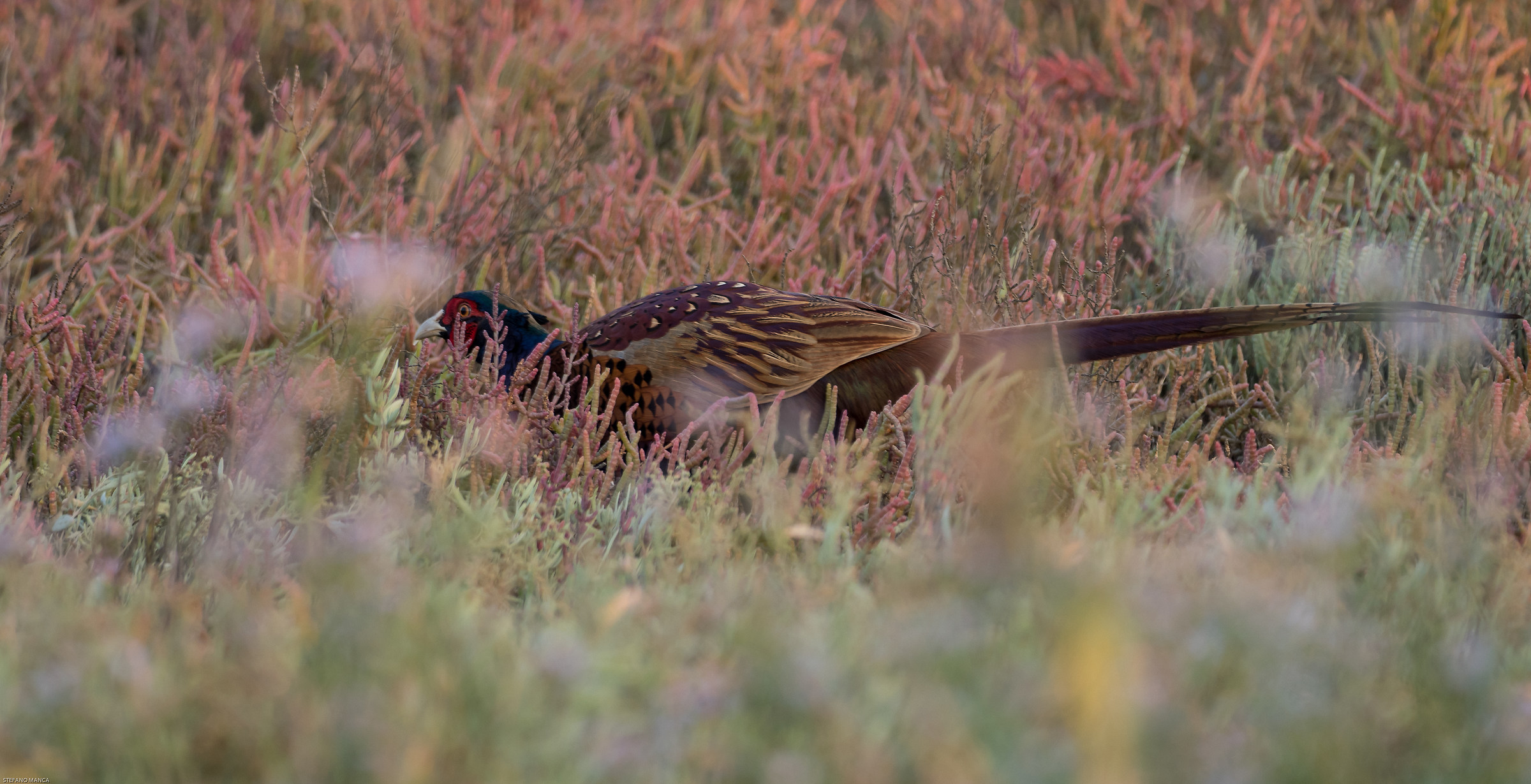 Pheasant male among Salicornia 1