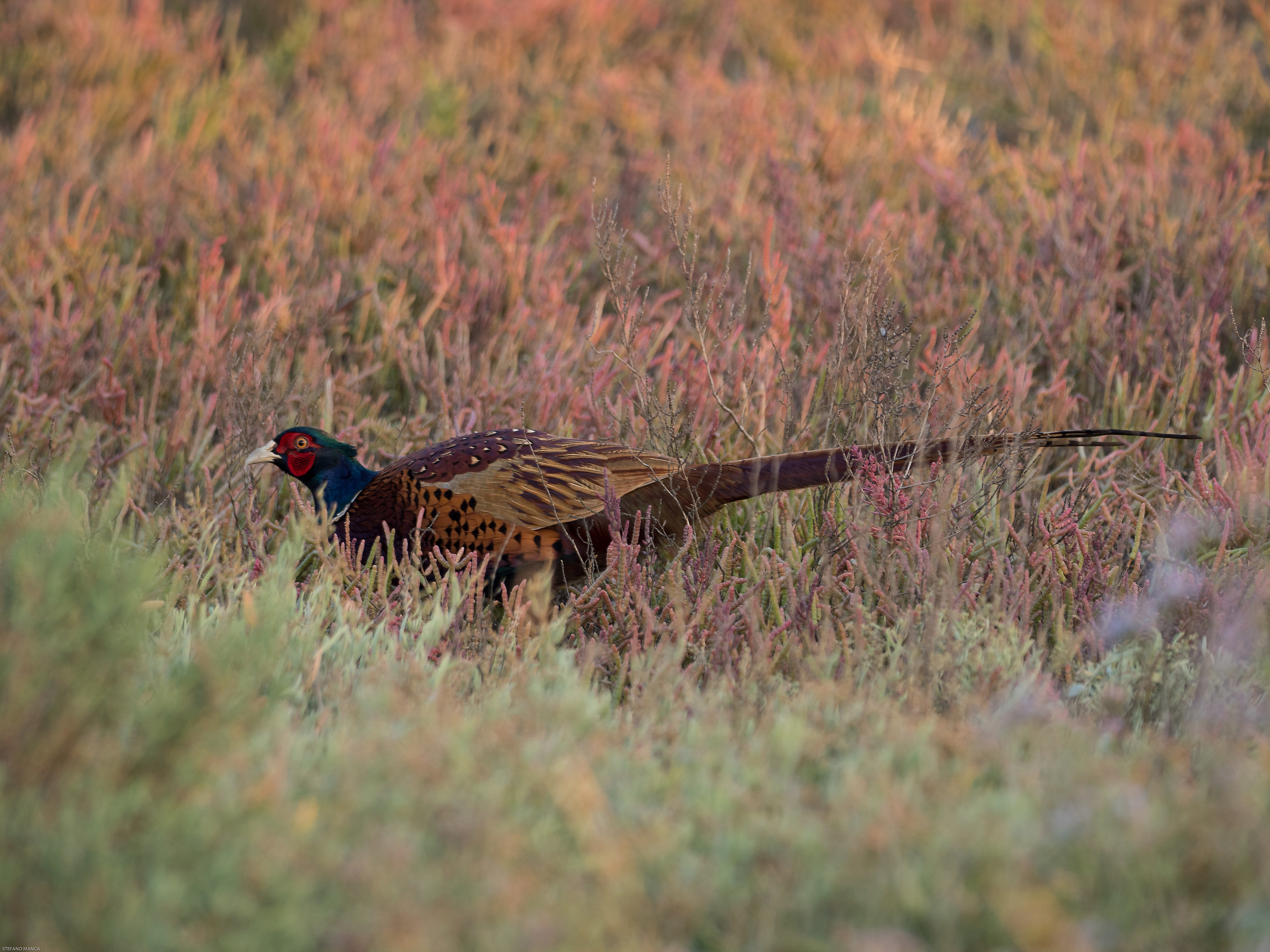 Pheasant male among Salicornia 2