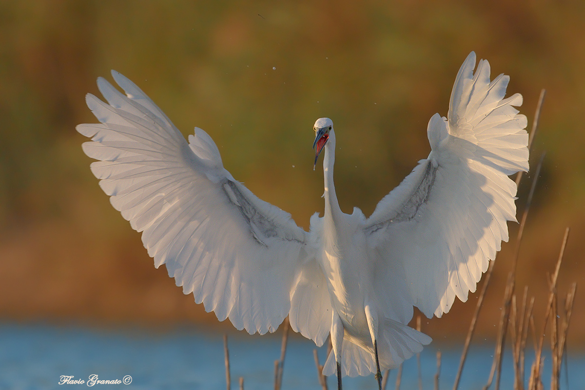 egret at sunset