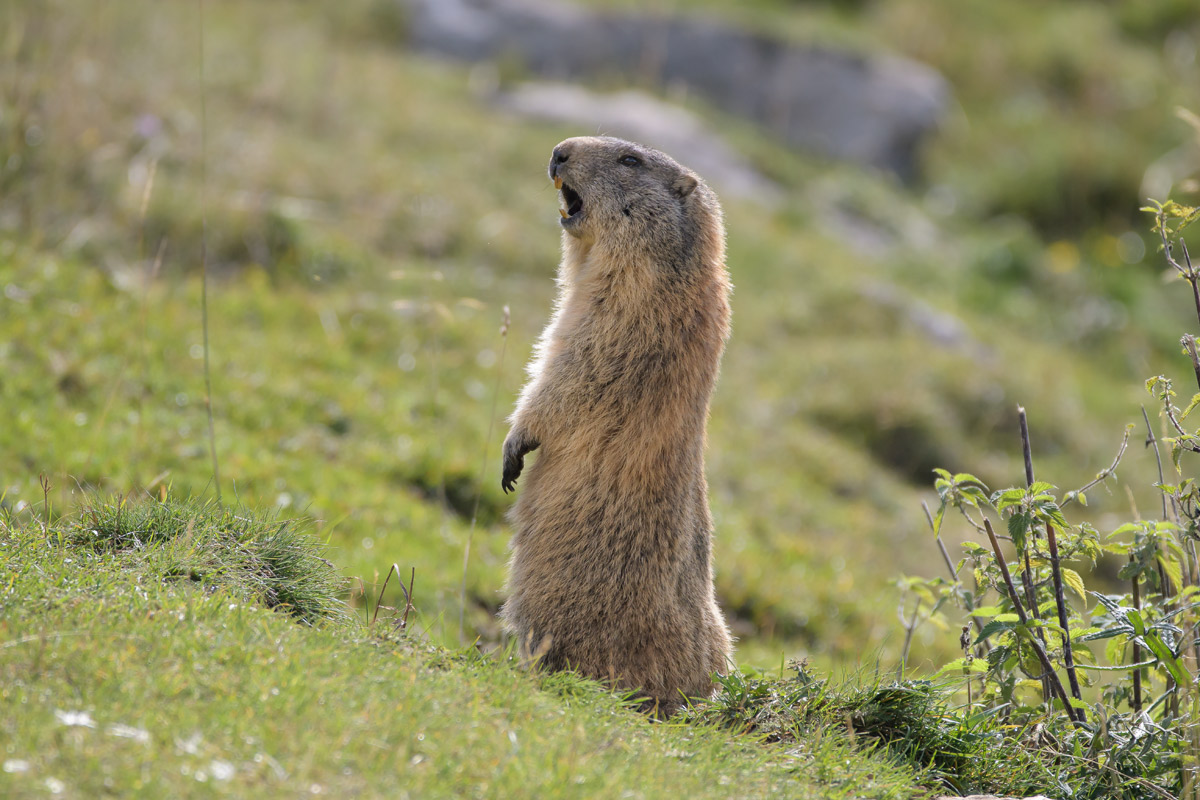 l'urlo della vedetta