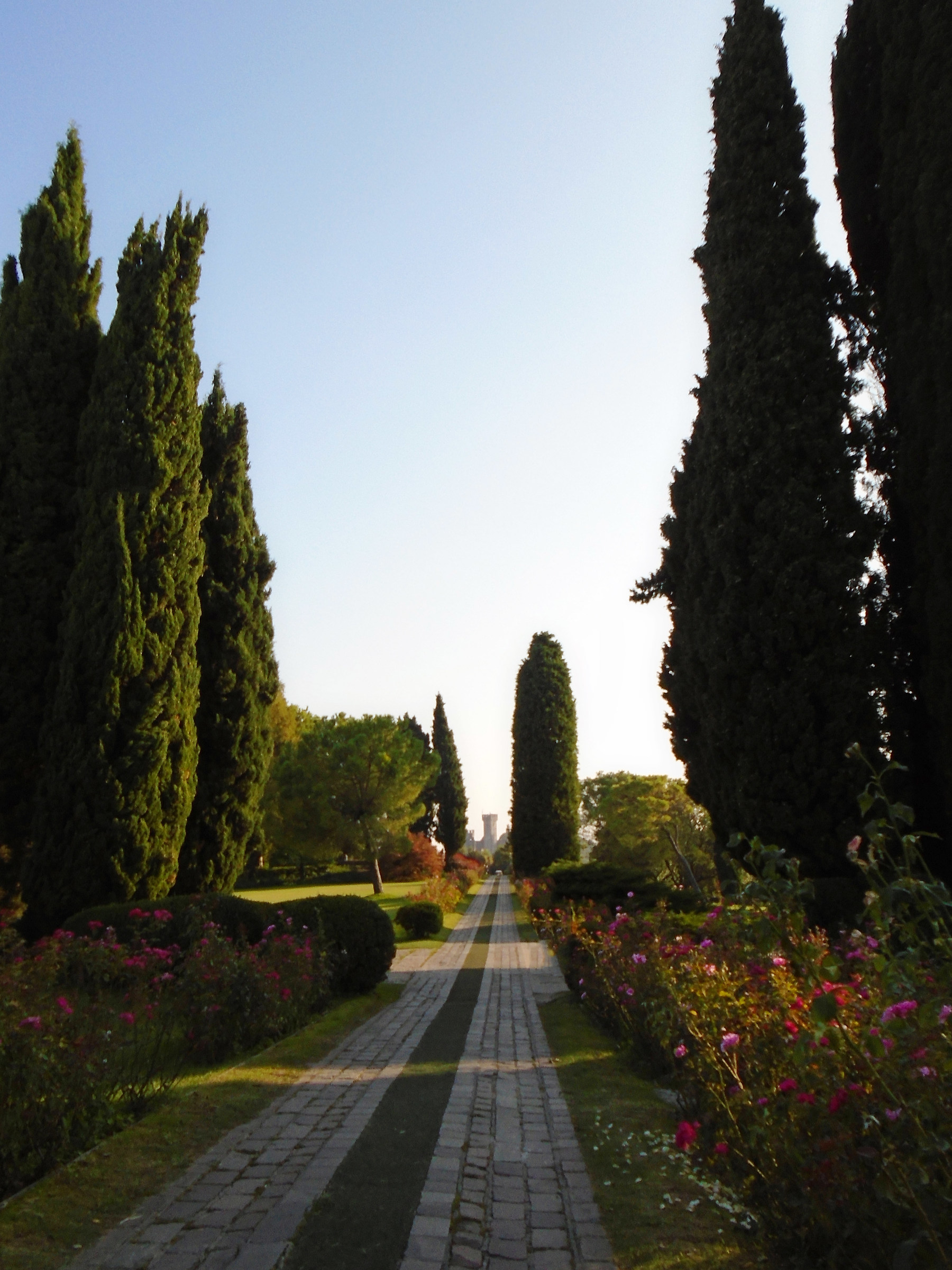 Il viale delle rose