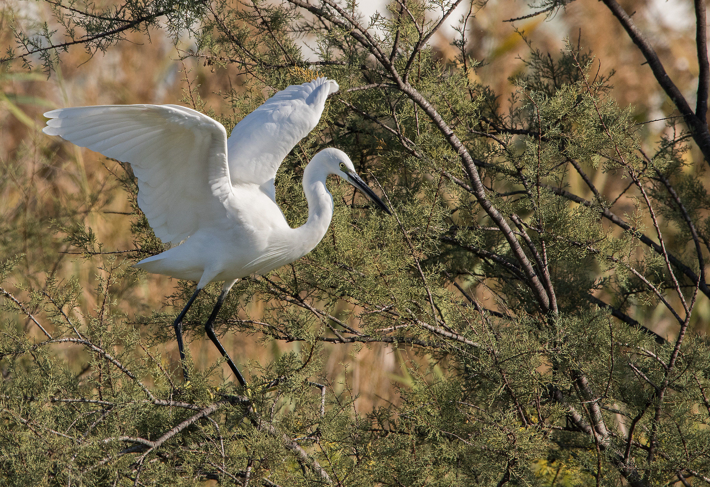 egret