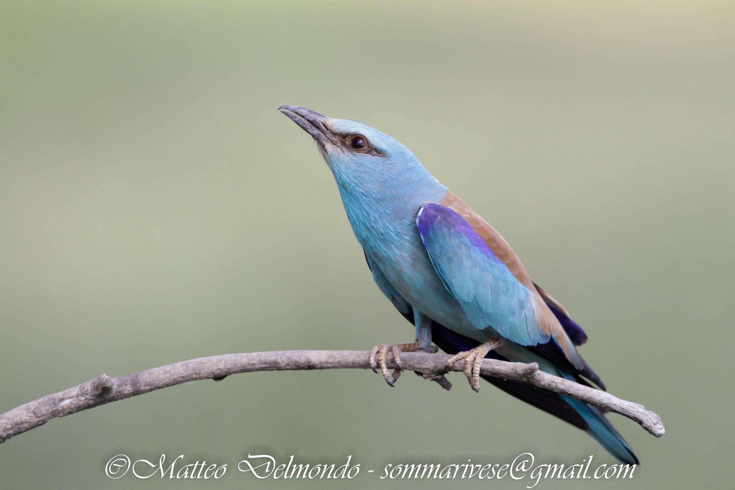 European roller