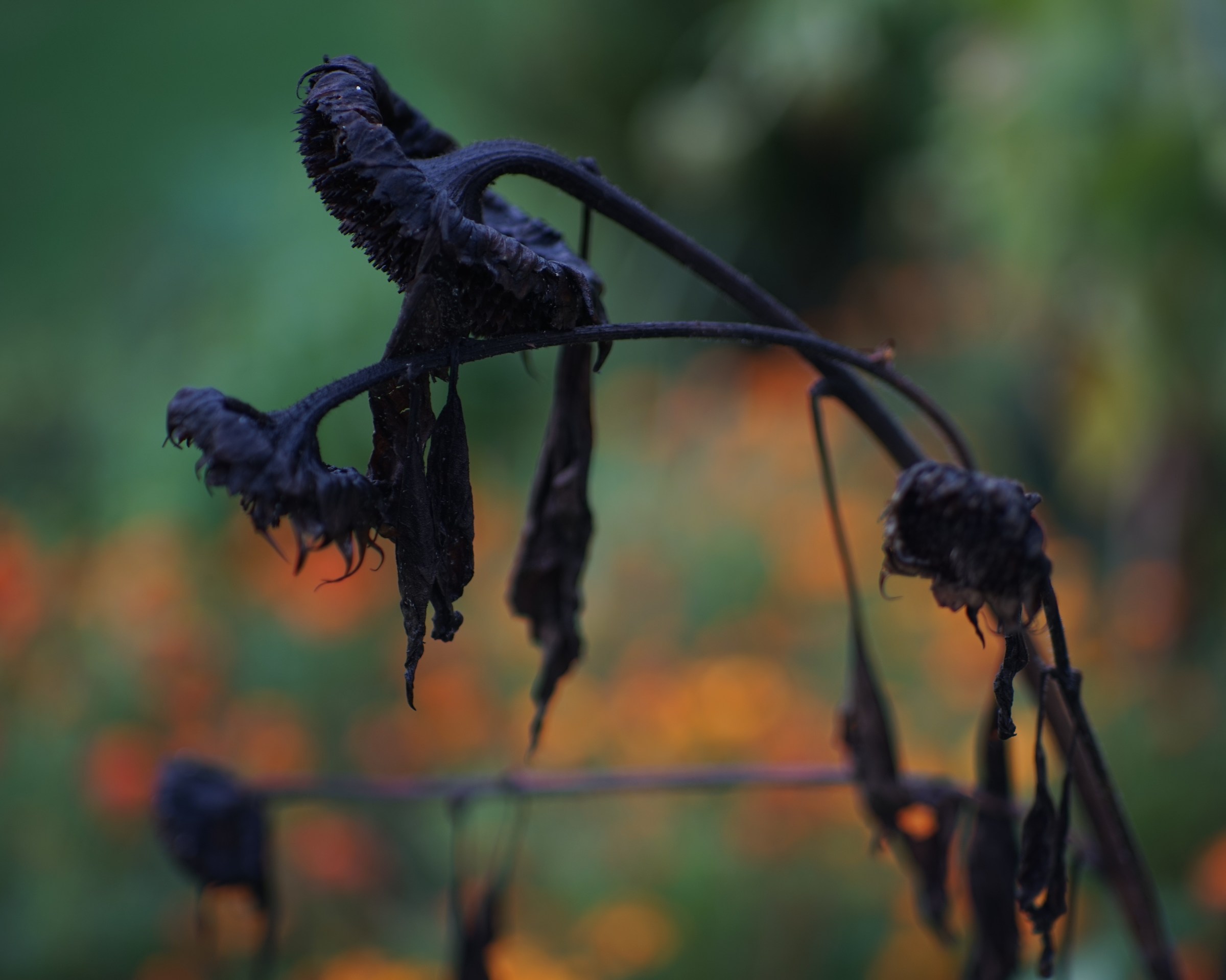 Girasoli con Leitz Summar 5cm f/2 del 1936