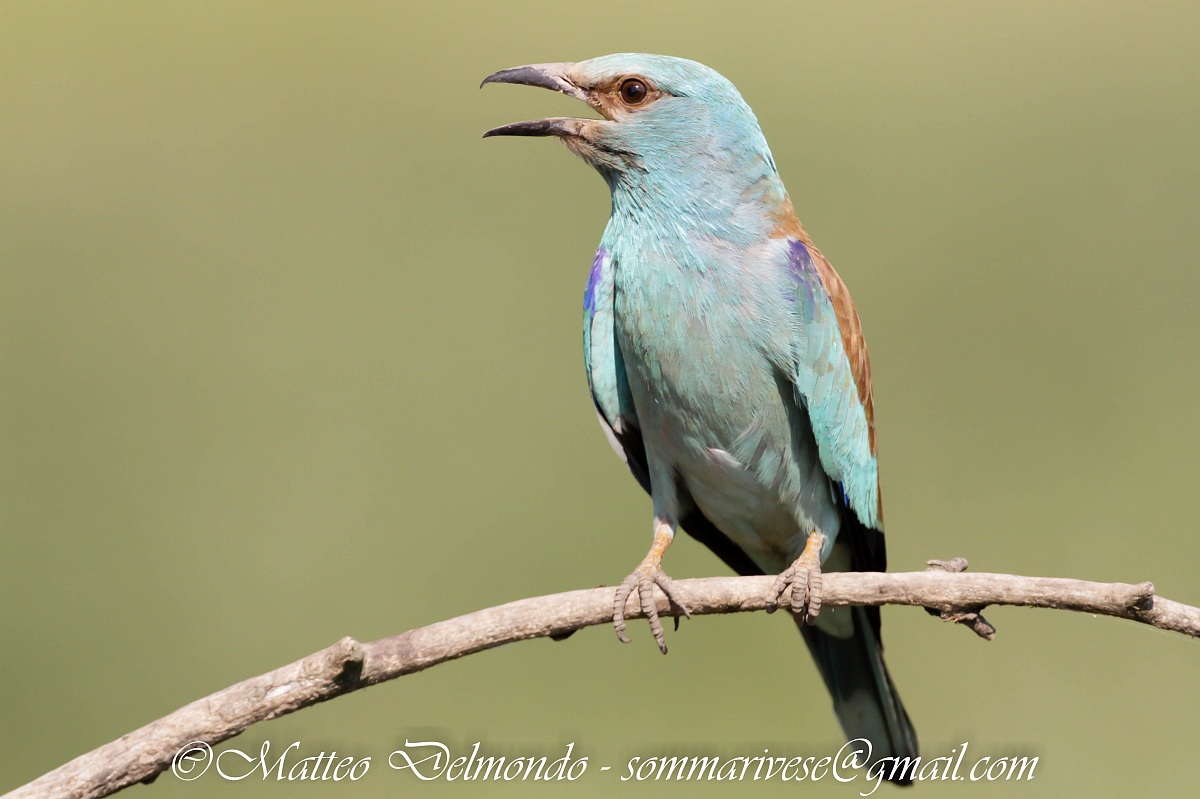European roller