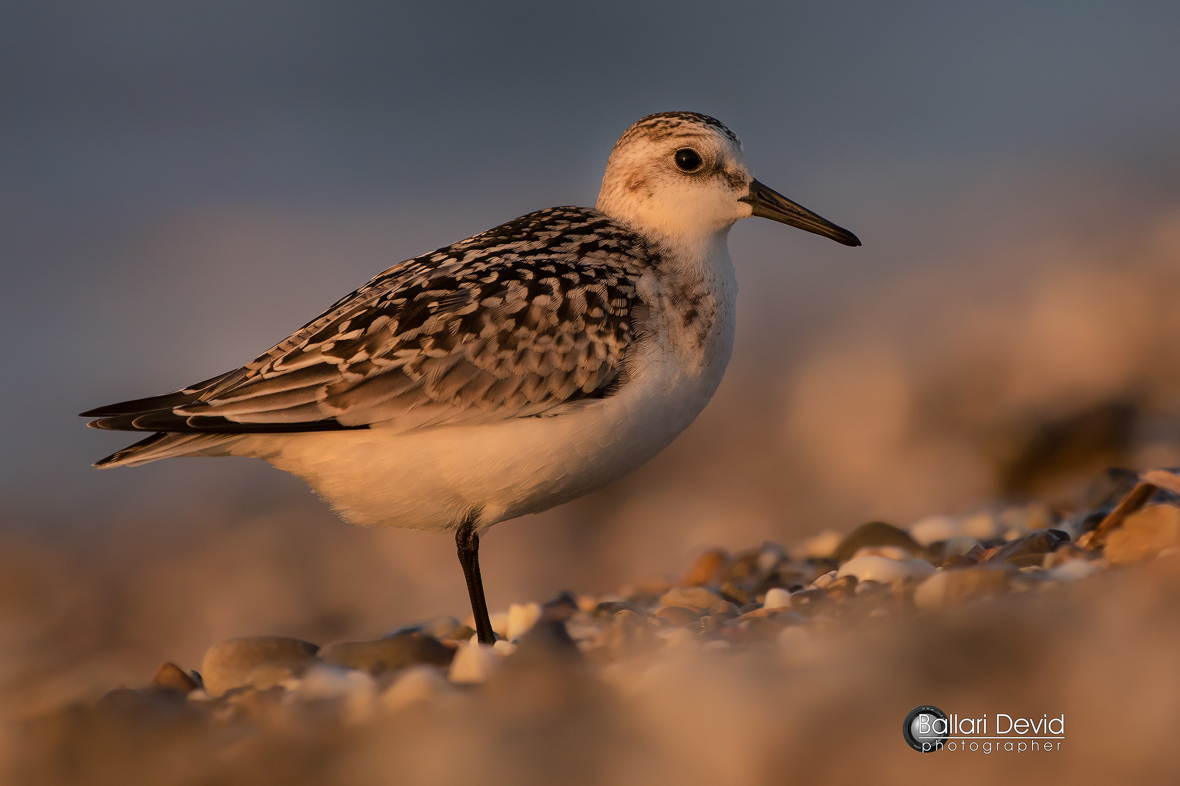 sandpiper tridattelo