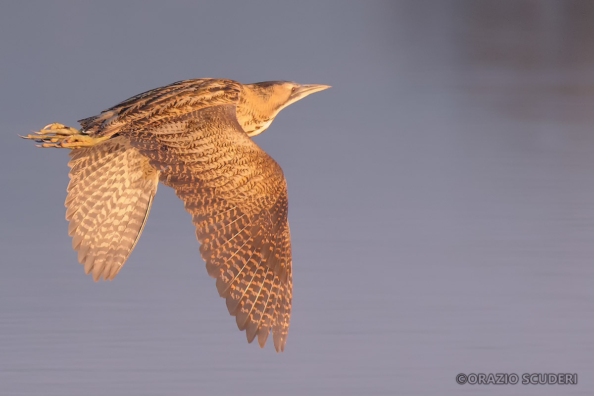 Bittern (Botaurus stellaris)?