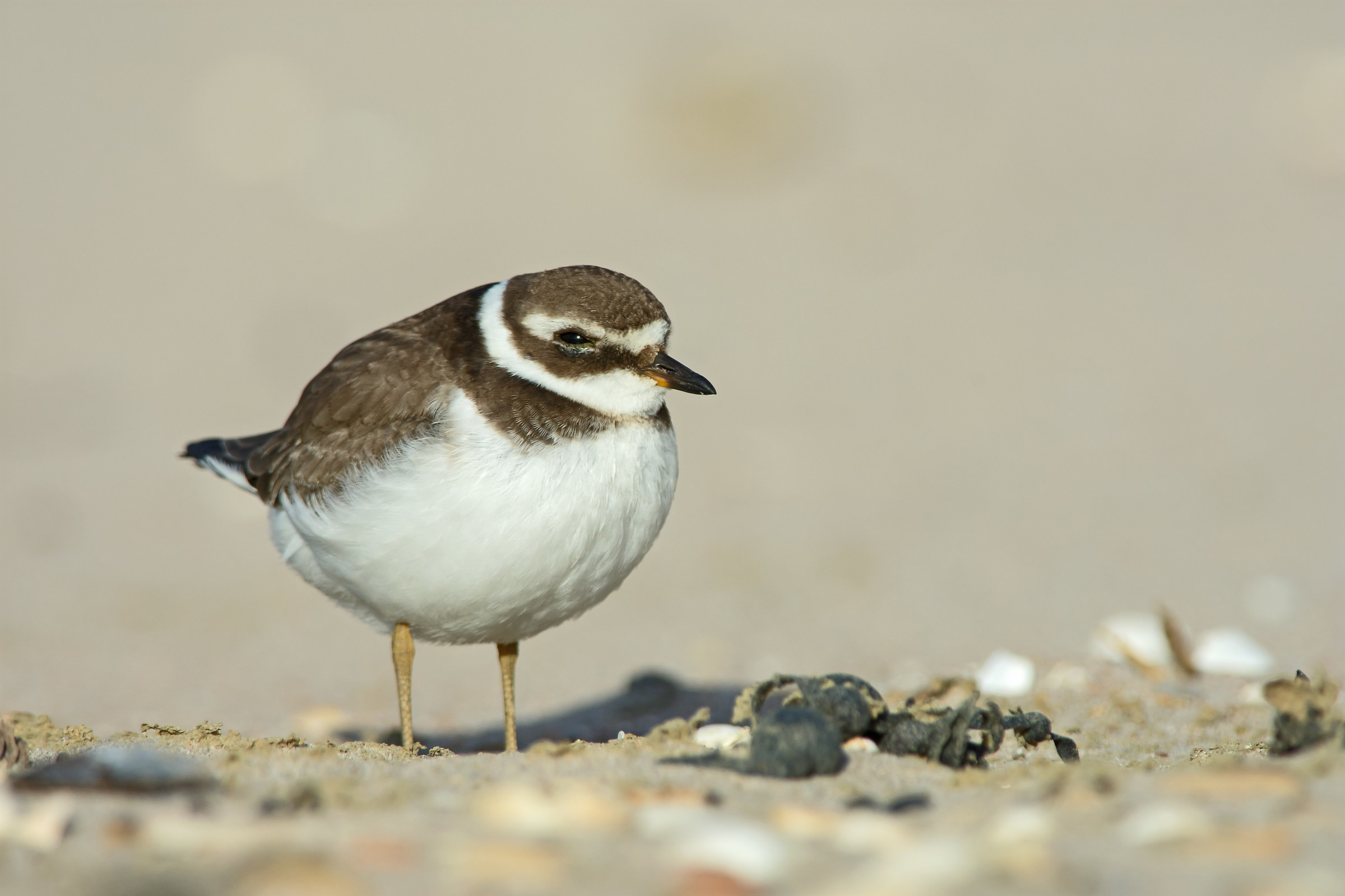 Ringed plover juv.