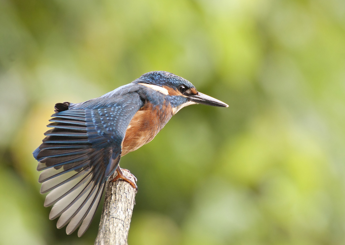 con sto caldo cocente, mi vien voglia di far niente
