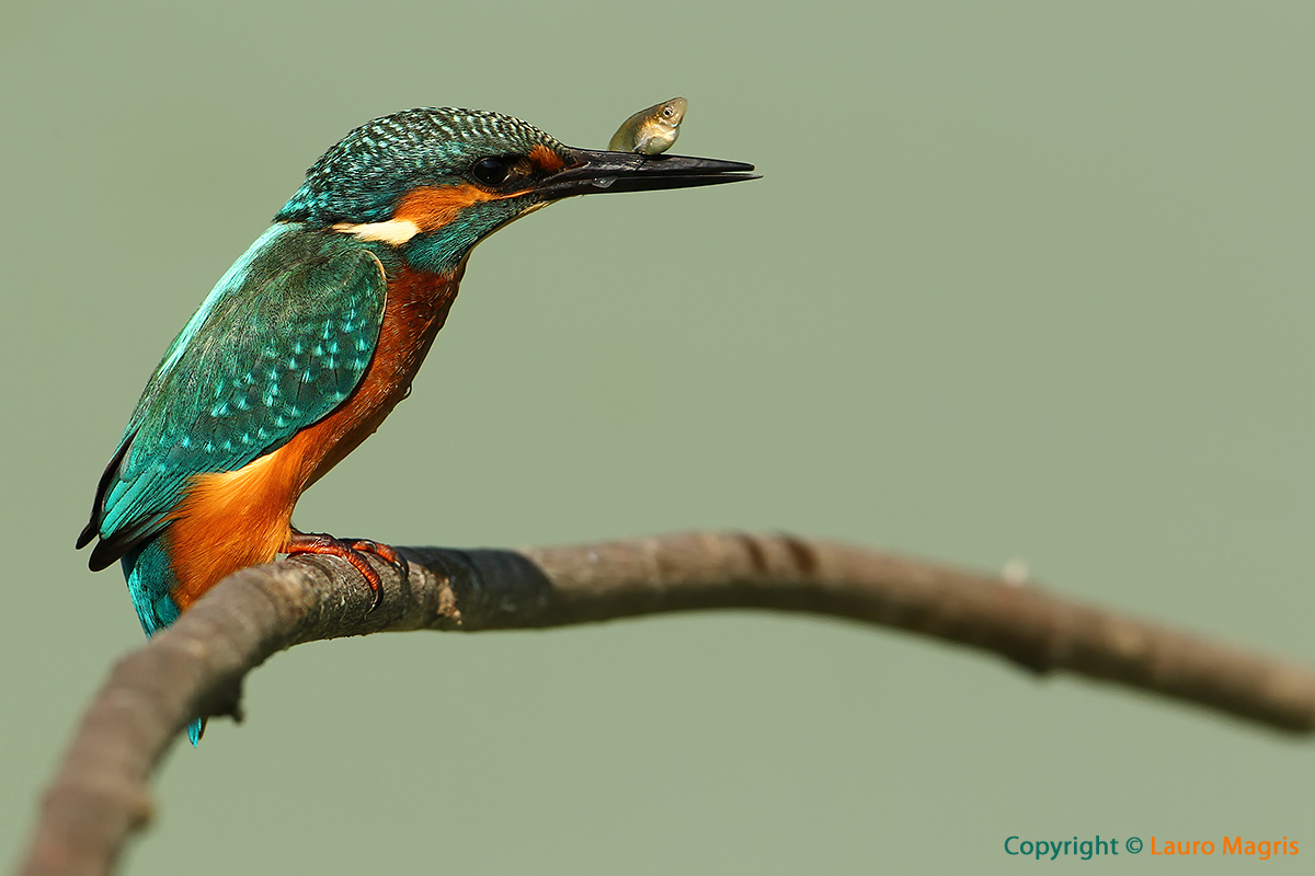 Il martino e il pesciolino eroico