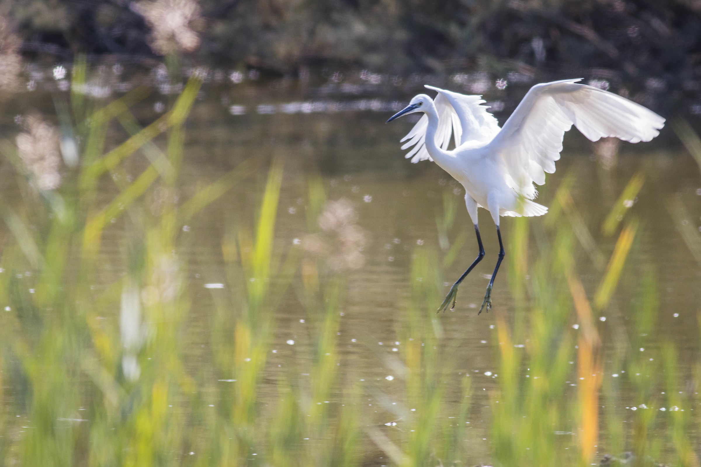 Heron landing