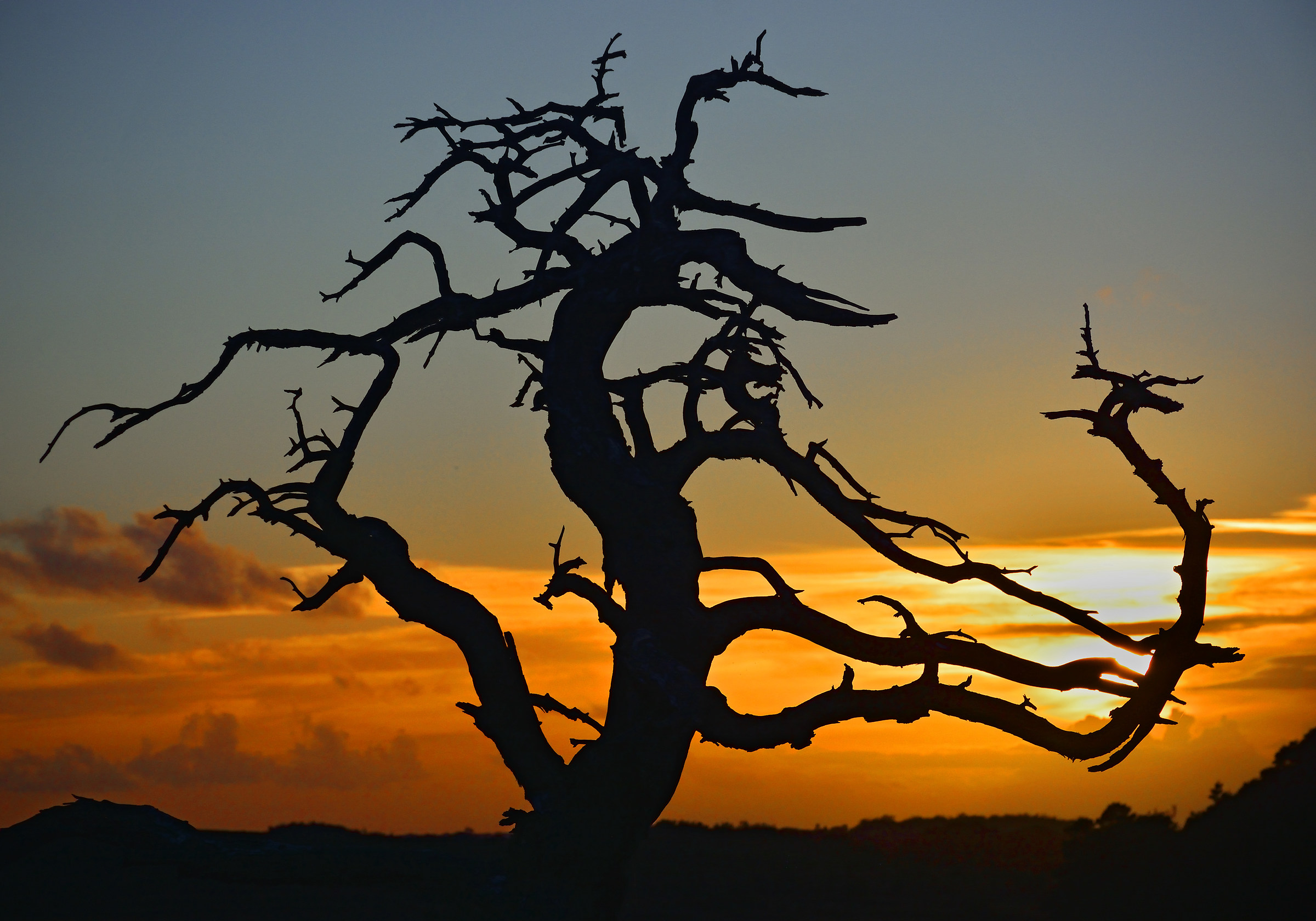 The Amazing Old Dead Tree (al tramonto)