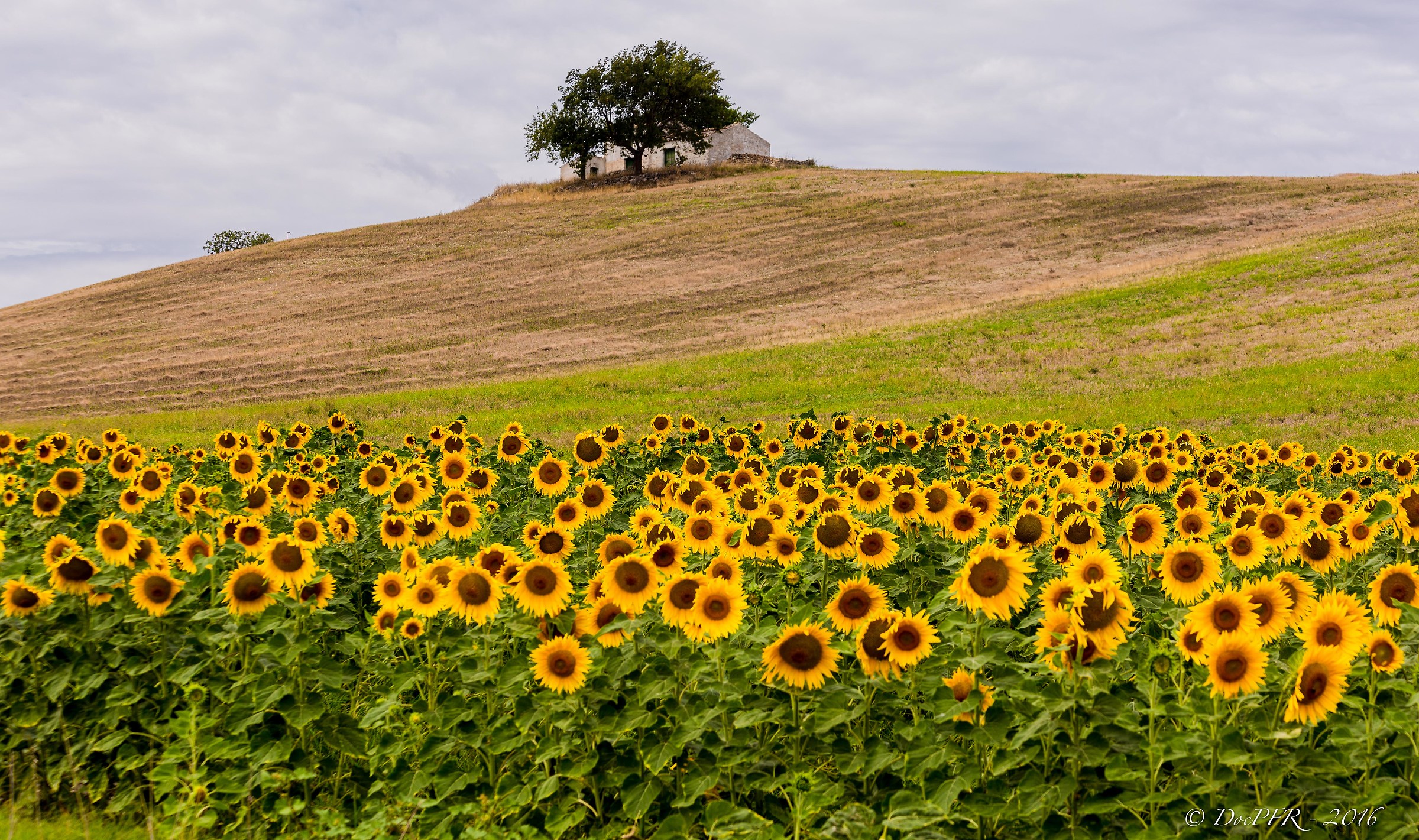 Campo di girasoli