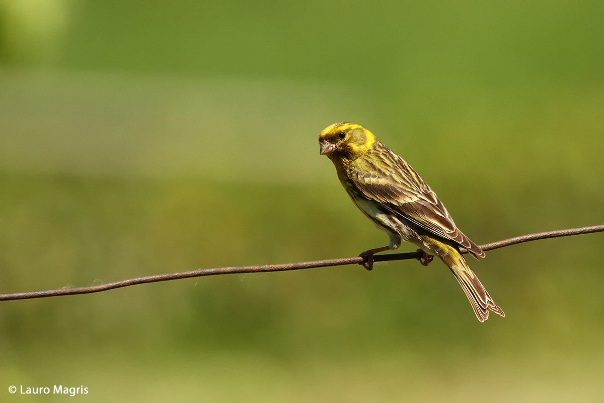 Verzellino sospettoso