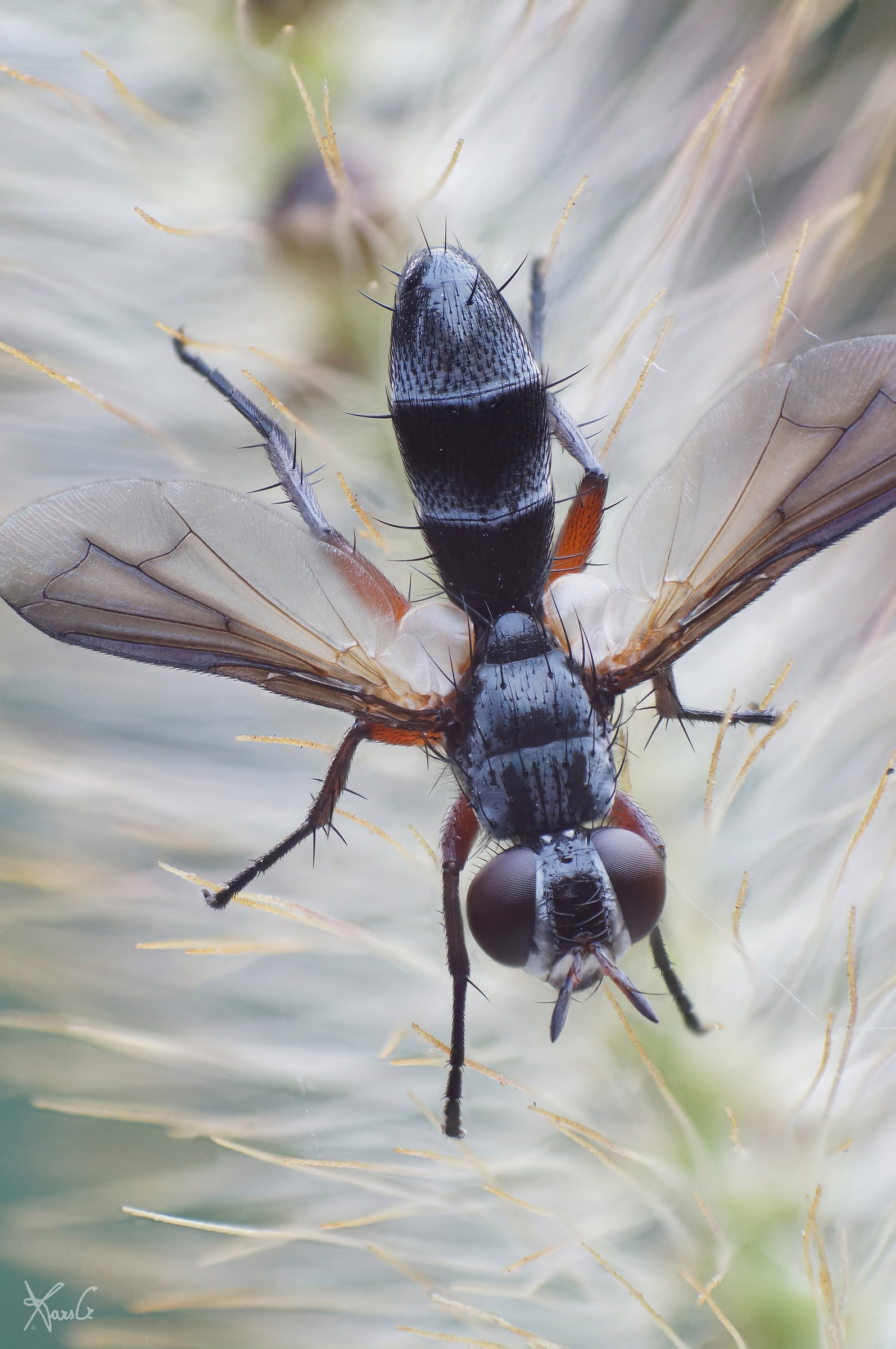 Cylindromyia rufipes