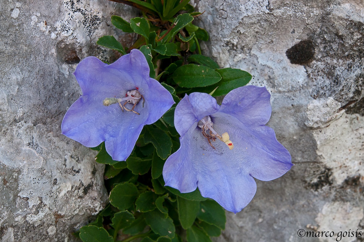 Campanula dell'arciduca (Campanula Rainerii)