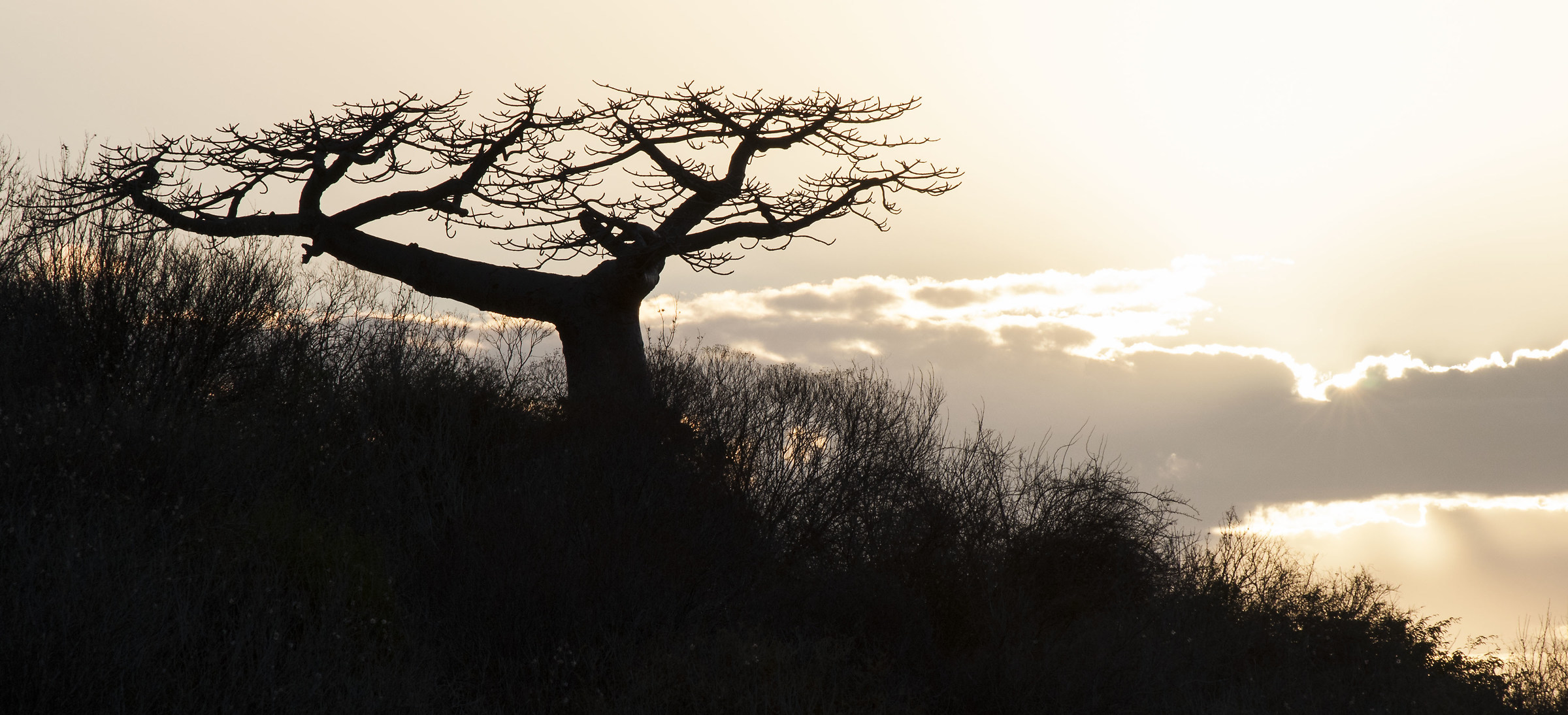 Malagasy sunset with Baobab