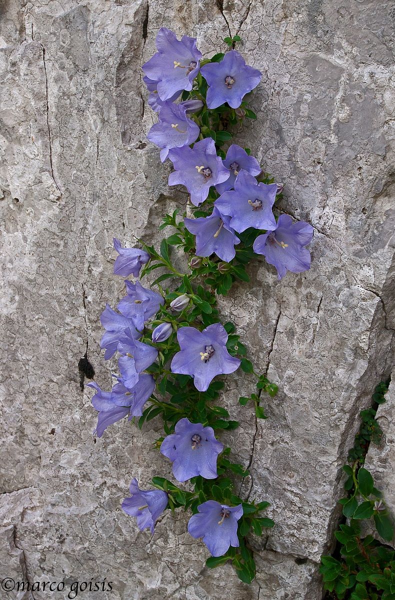Campanula dell'arciduca (Campanula Rainerii)