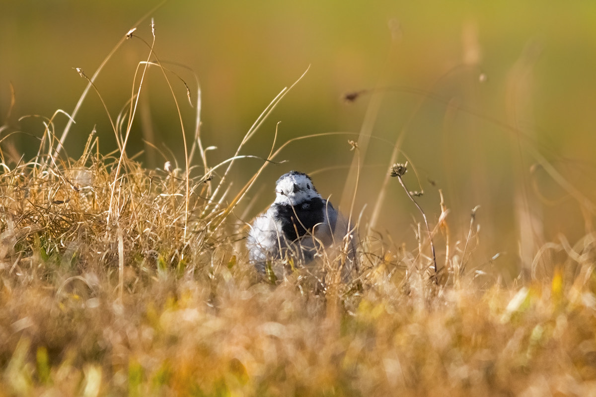 Ballerina di fine estate