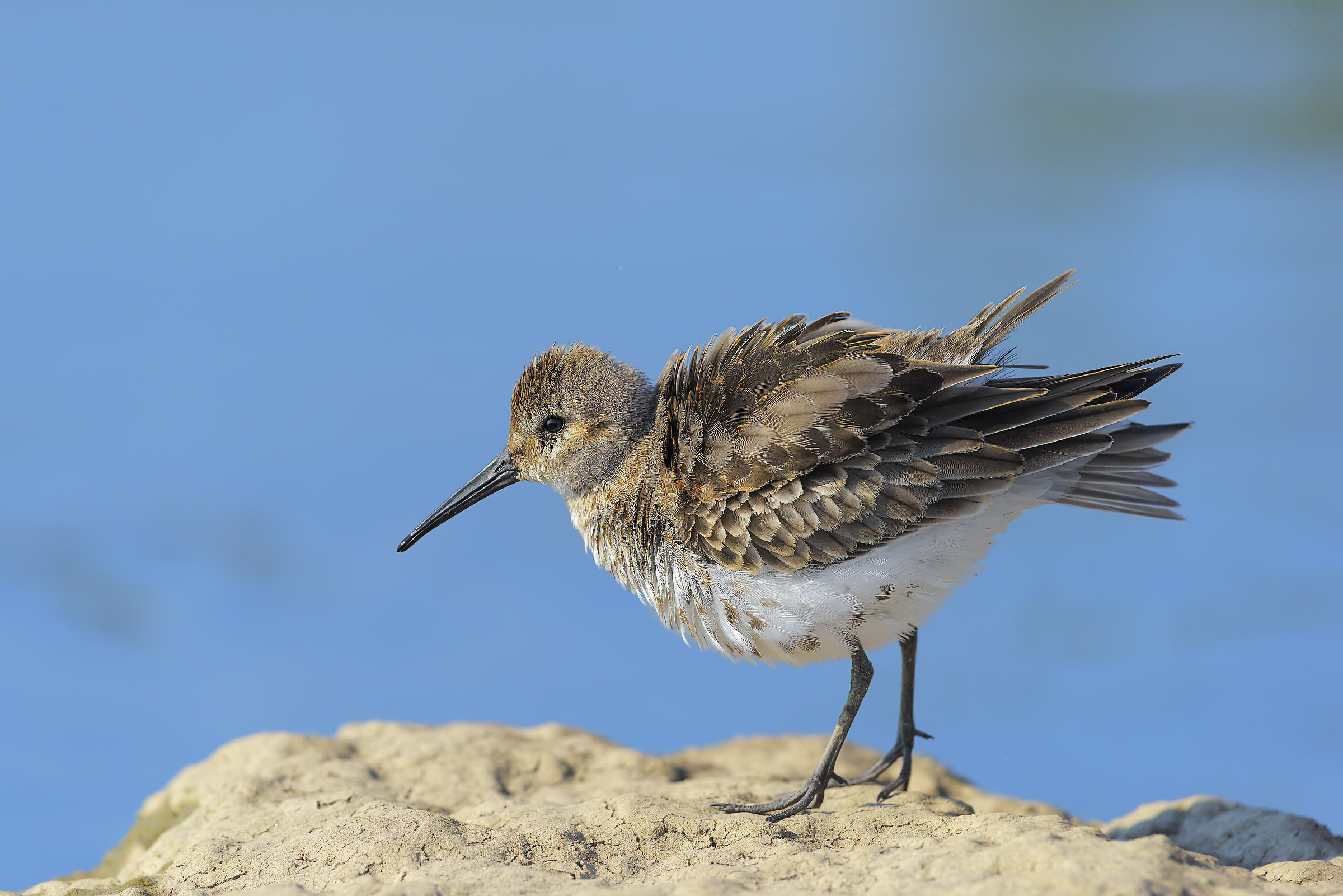 piovanello pancianera