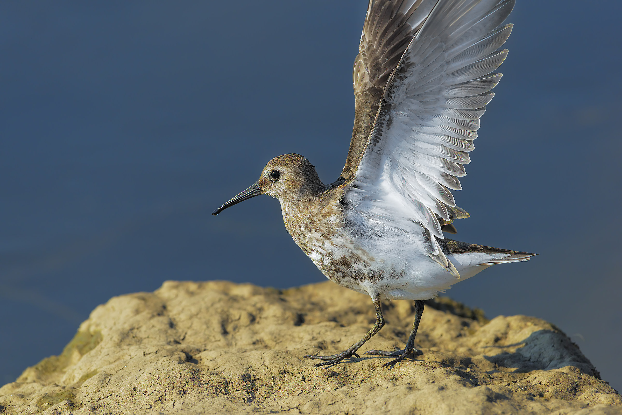dunlin