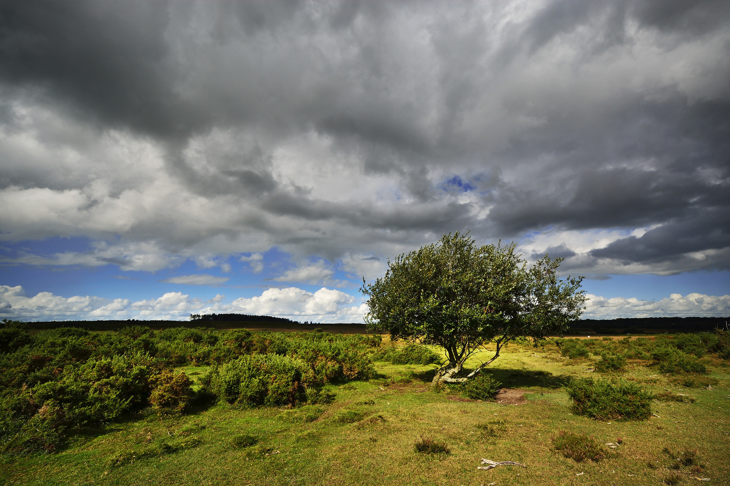 The Small Sunlit New Forest Tree