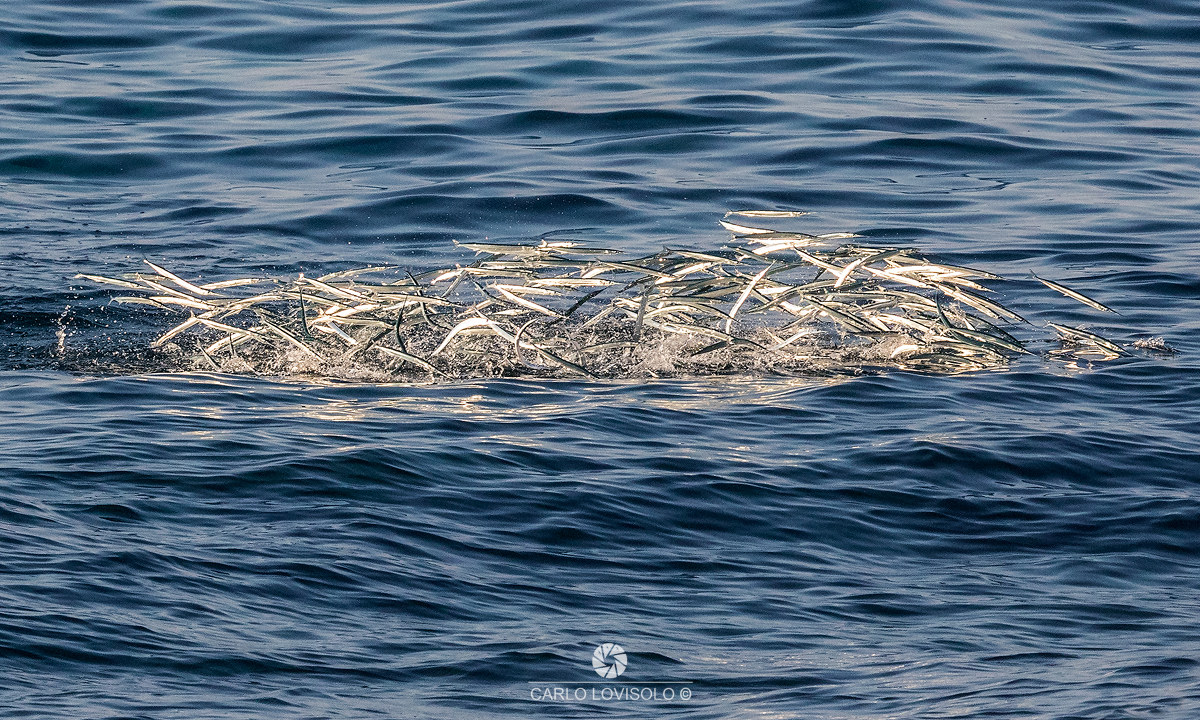 Ligurian Sea garfish