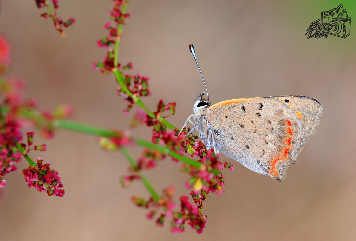 Lycaena phlaeas