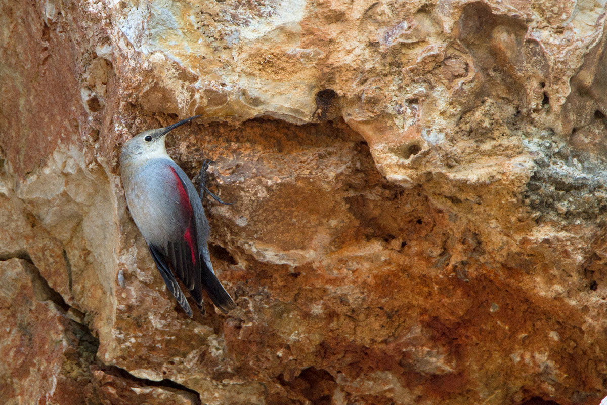 il miglior scalatore