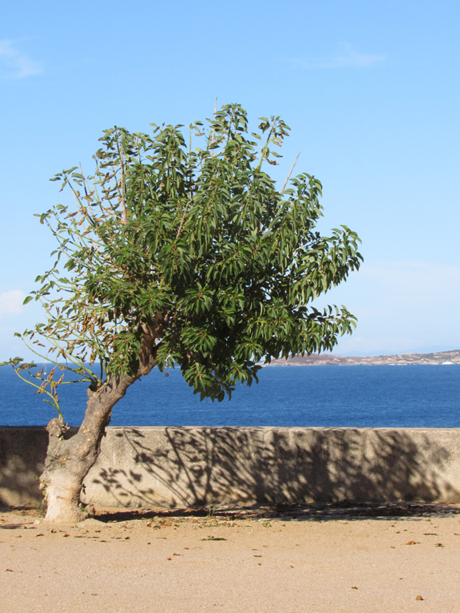 first glimpse of Corsica