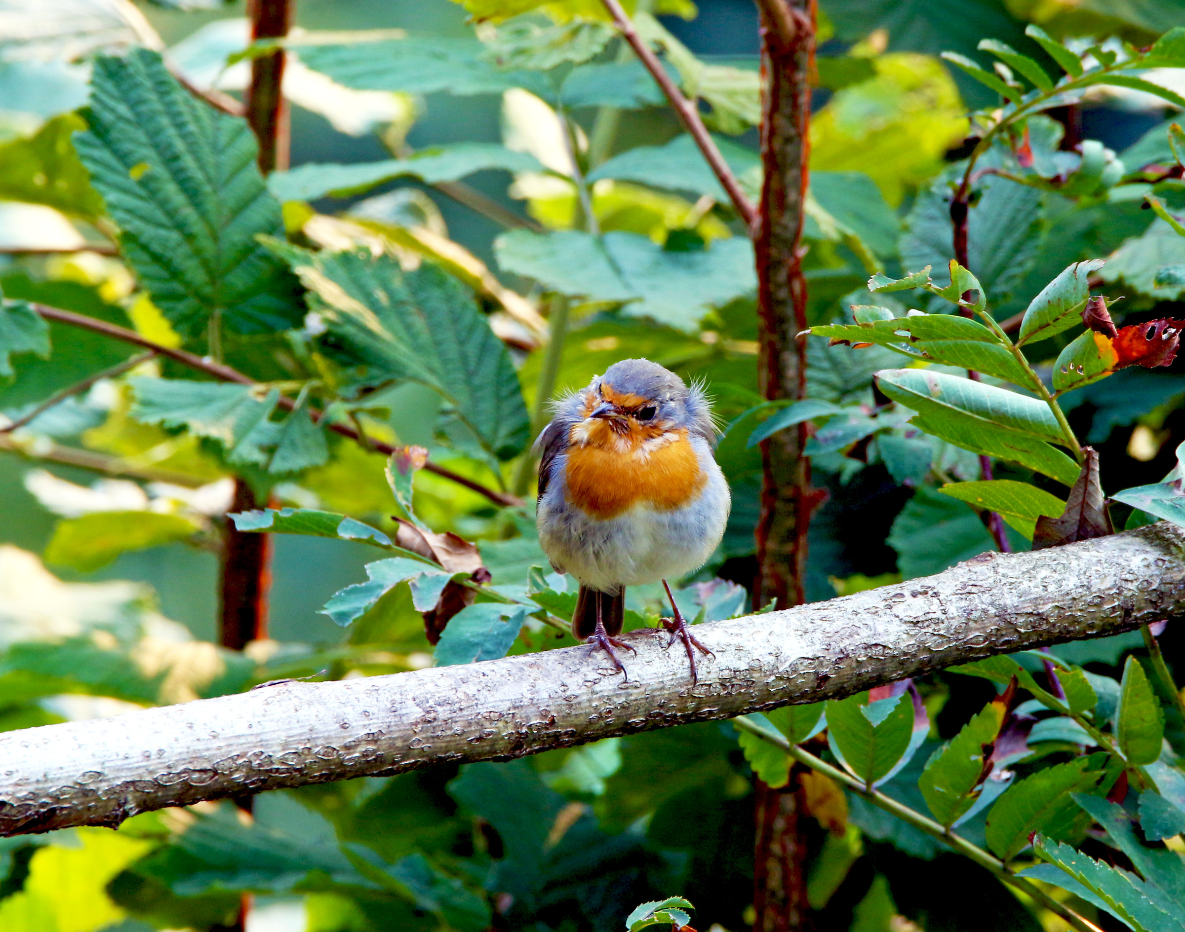 Pettirosso spettinato