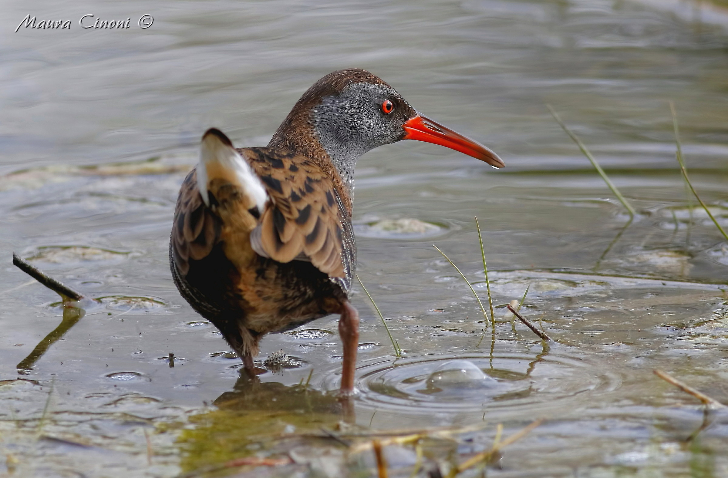 porciglione Guardingo