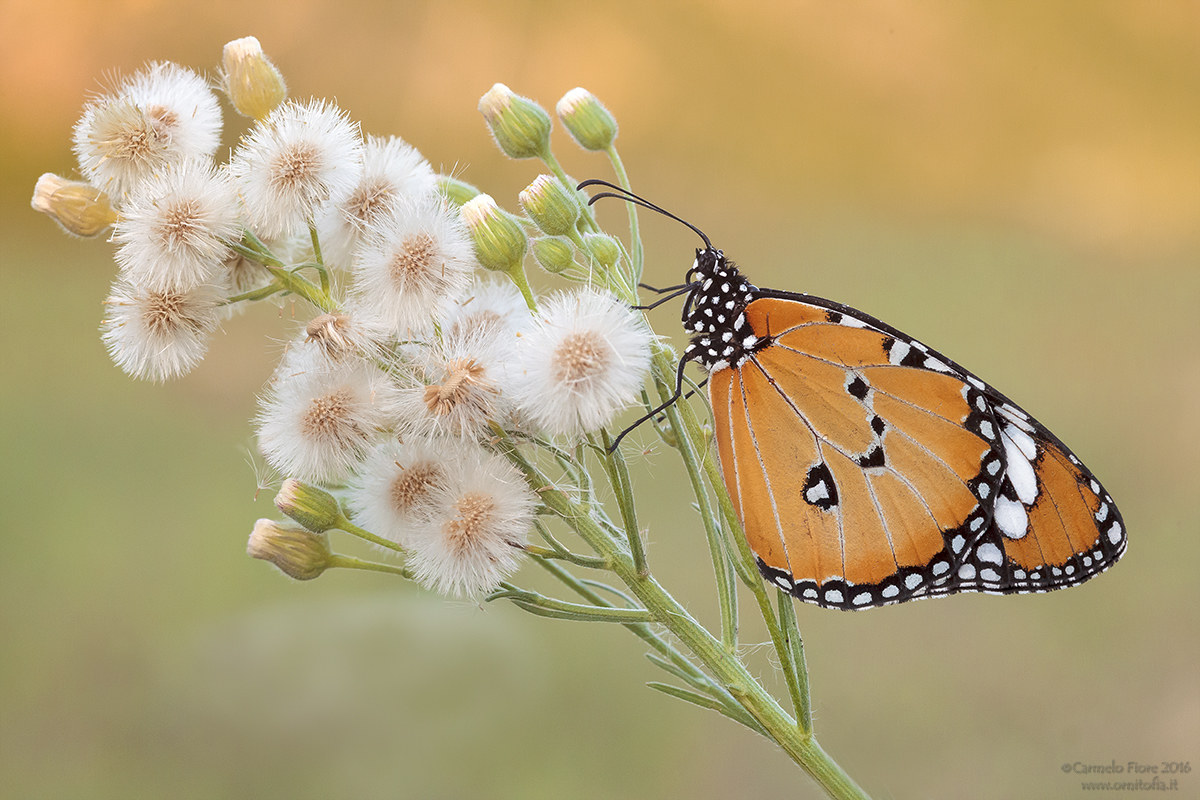 Monarca Africana  (Danaus chrysippus)