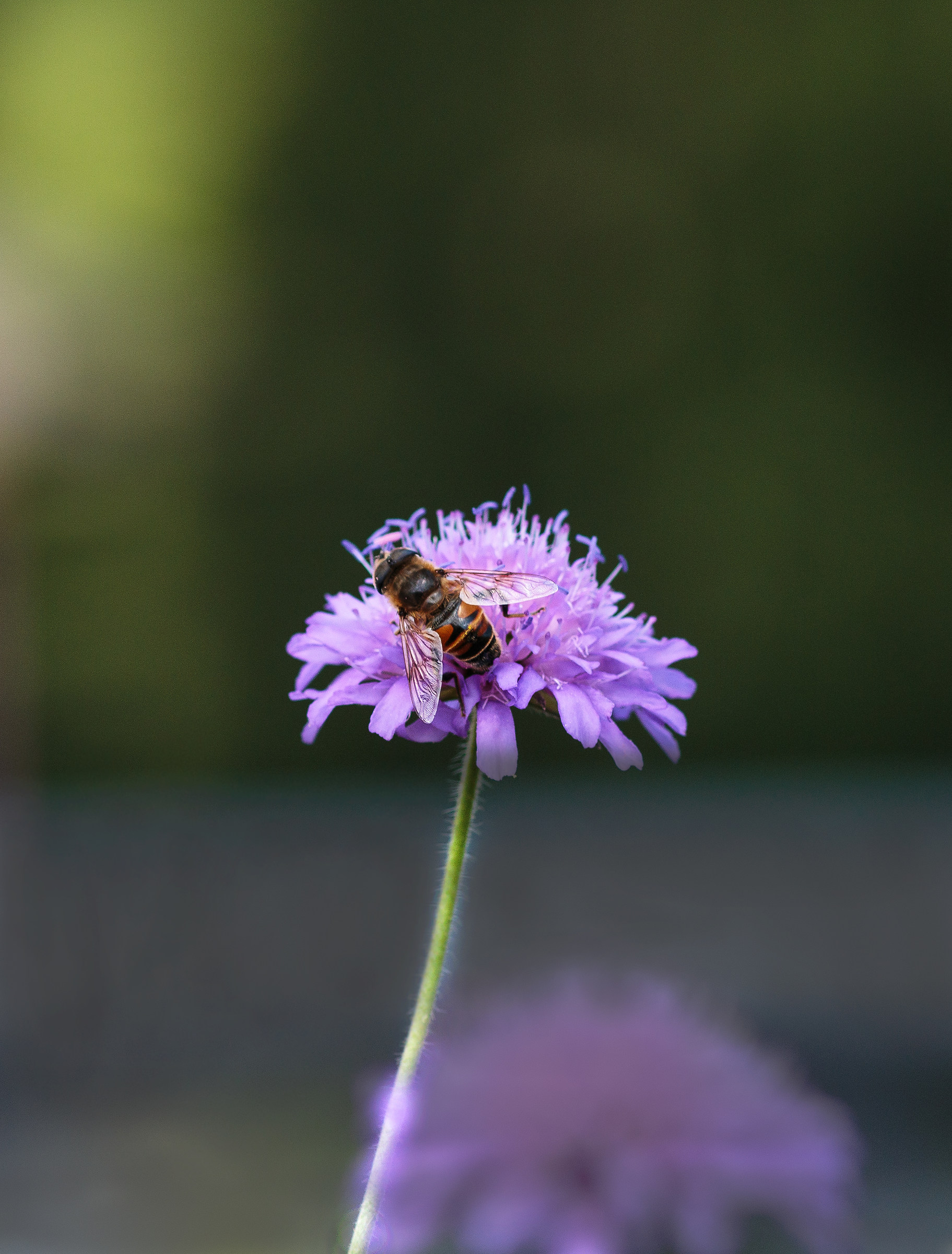 Apis mellifera on Knautia Dipsacifolia