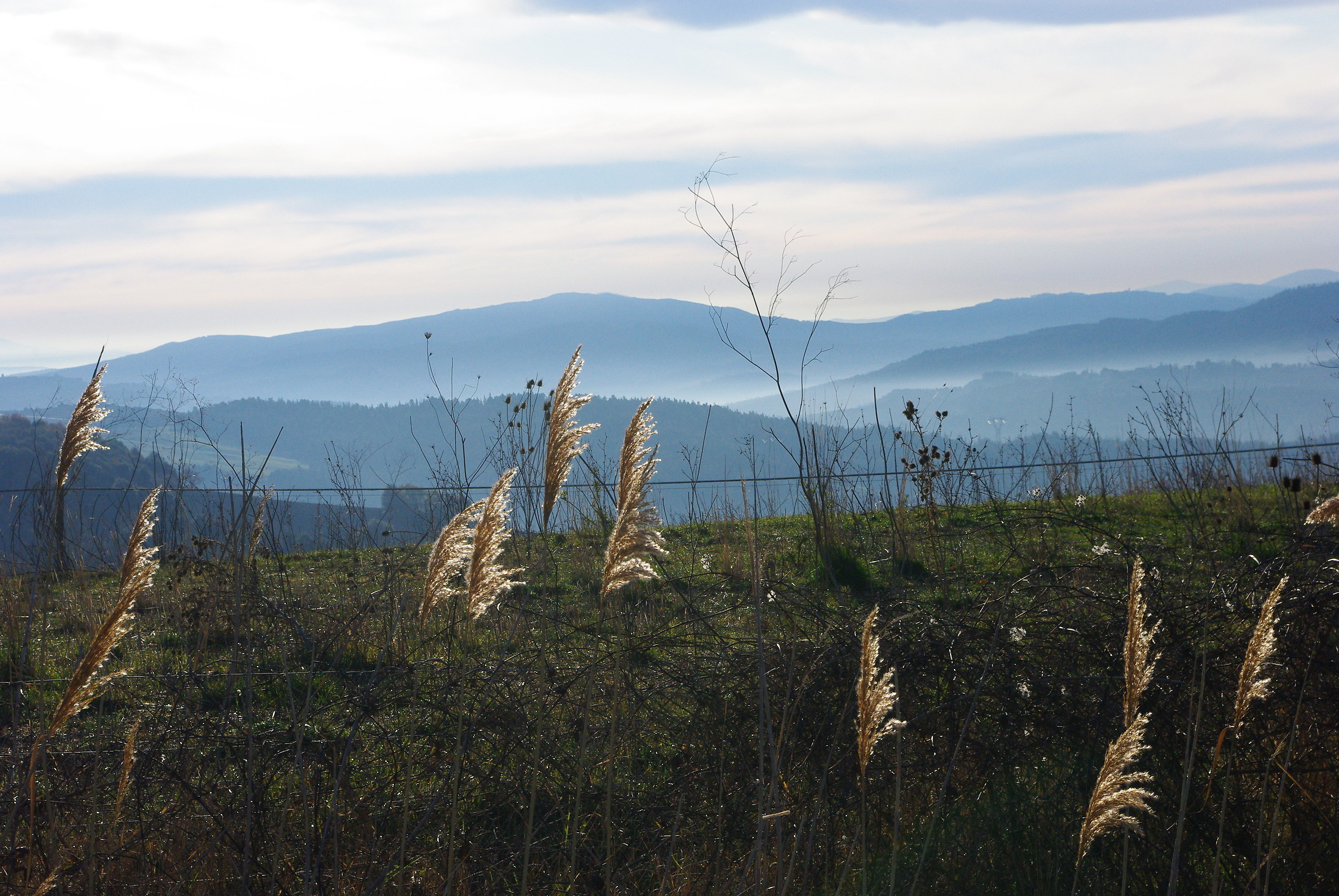 colline Senesi