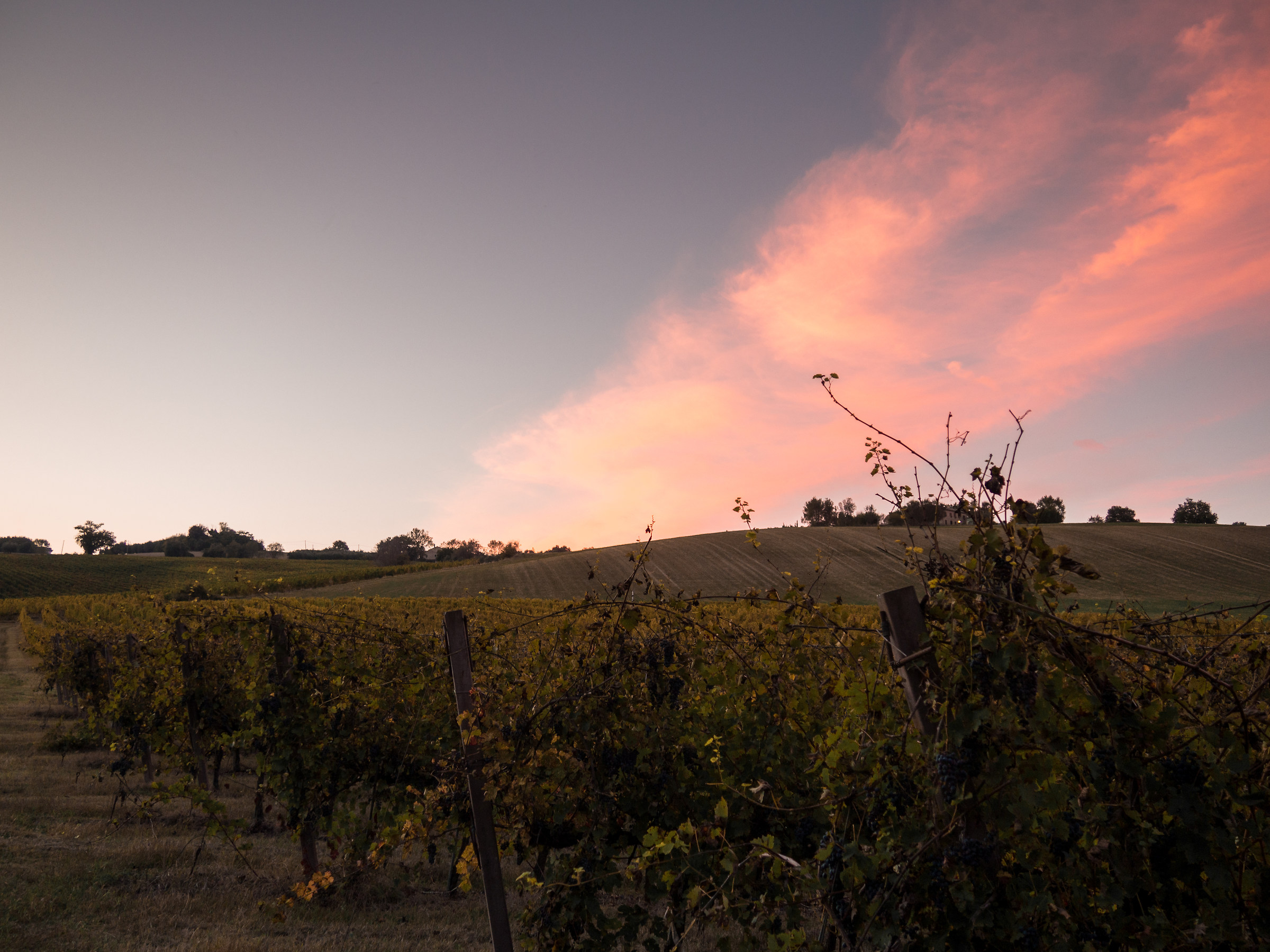 Vigneto al tramonto
