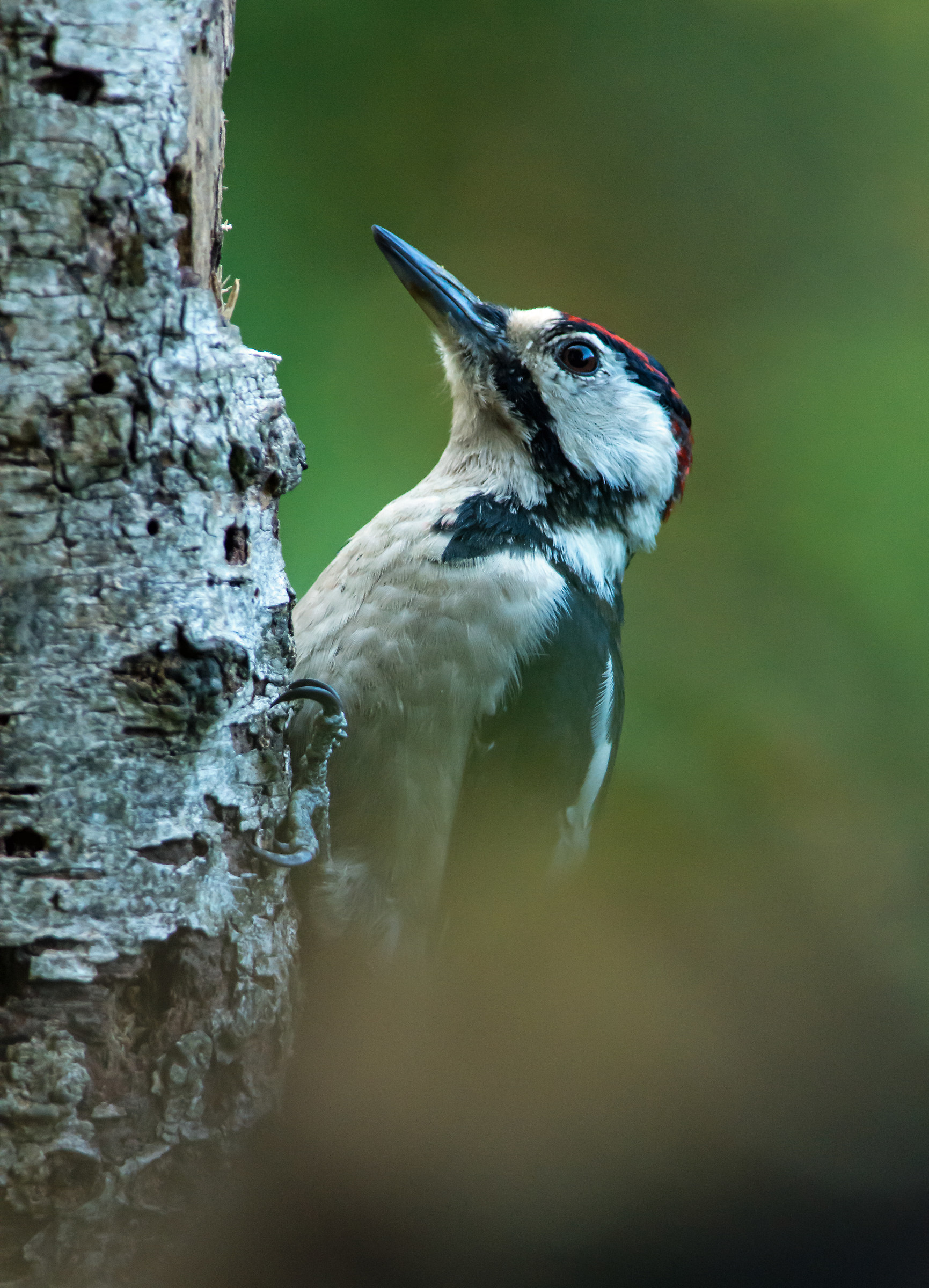 juv. great spotted woodpecker