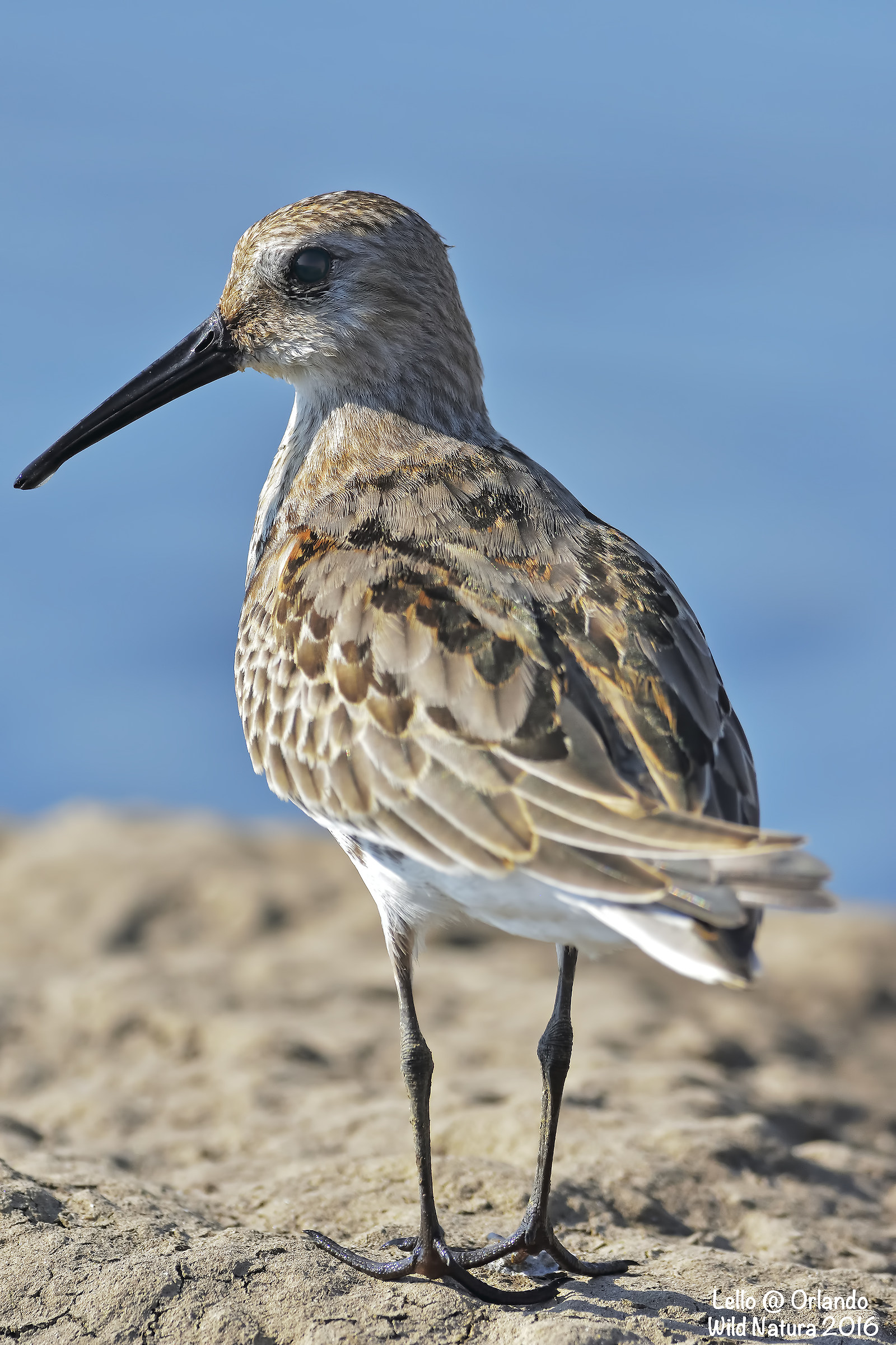 Sandpiper Black Belly!