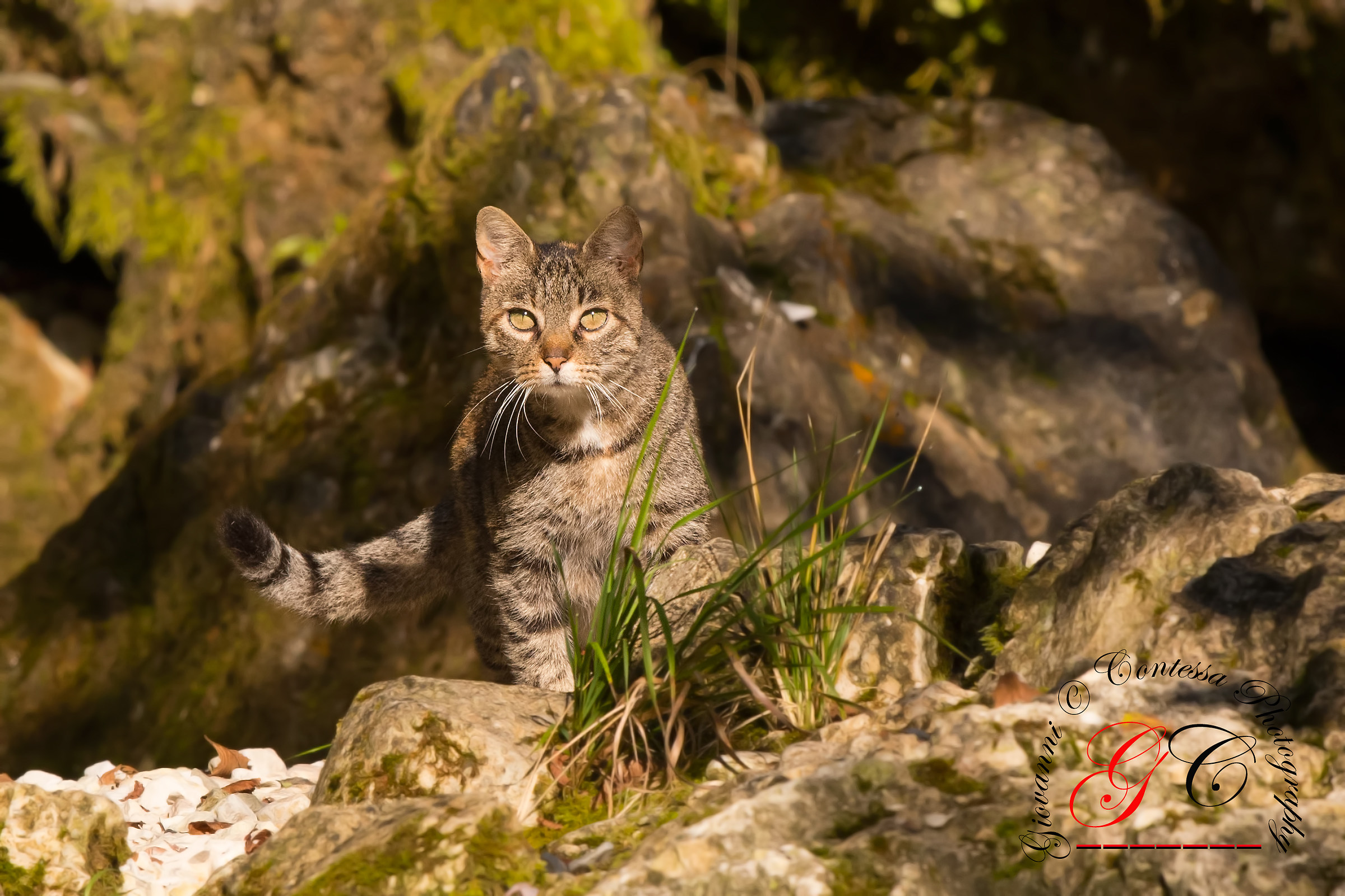 wild cat ..... dedicated to a dear friend ... Pier